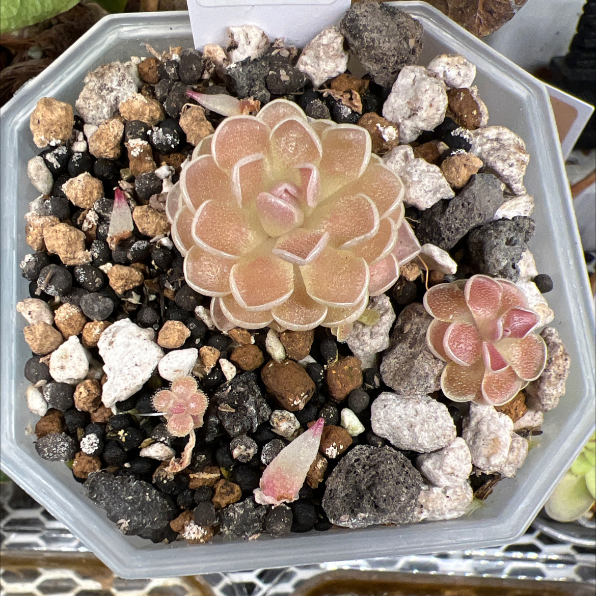 Photo of the plant species Mexican Butterwort by @Lilrunwaymdl named P. Ehlersiae’Victoria’ on Greg, the plant care app