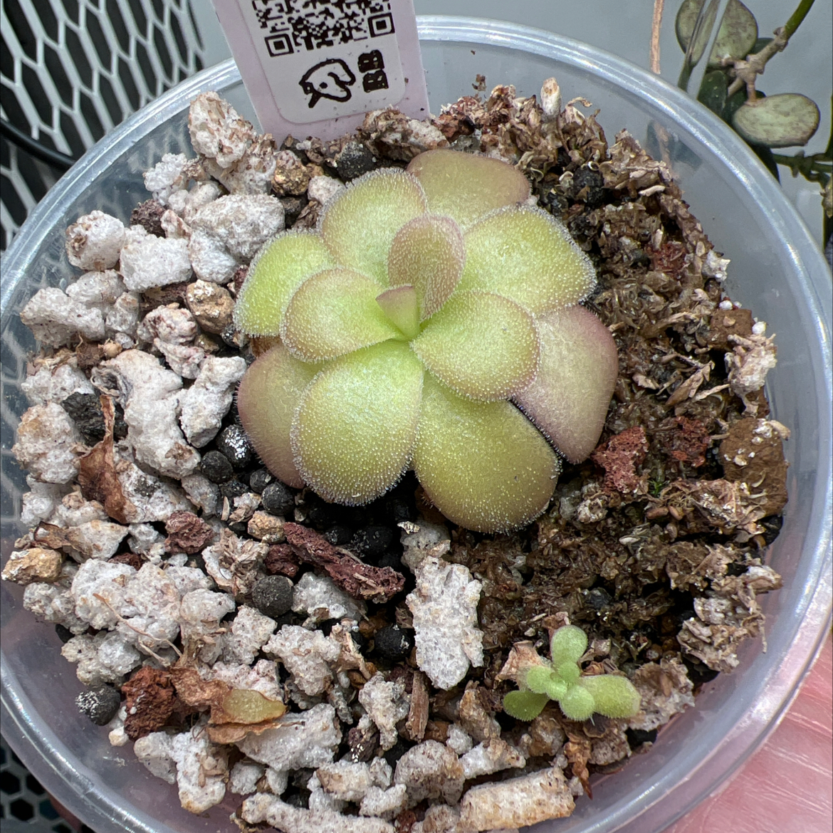 Photo of the plant species Mexican Butterwort by @Lilrunwaymdl named P. “Queen Slime” on Greg, the plant care app