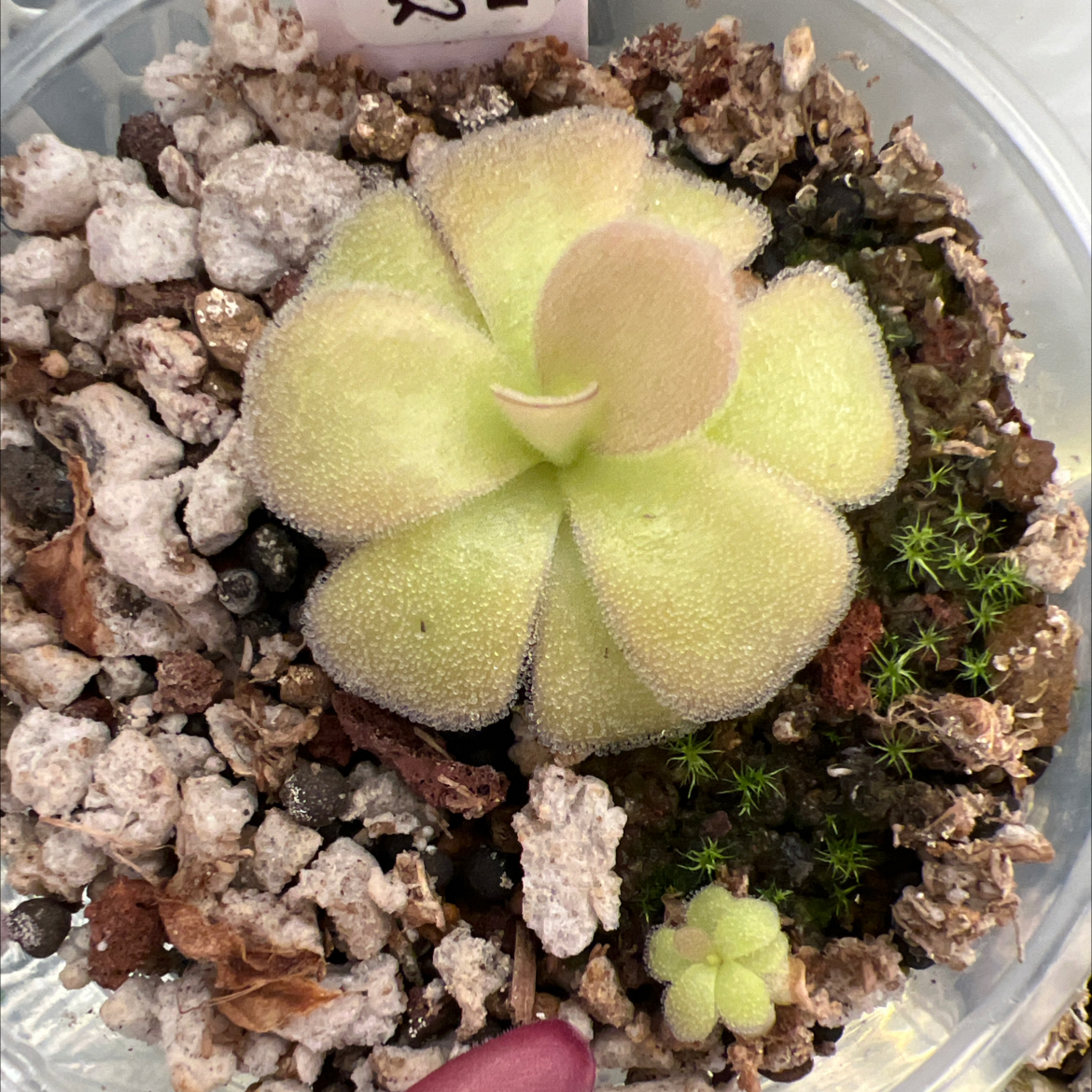 Photo of the plant species Mexican Butterwort by @Lilrunwaymdl named P. “Queen Slime” on Greg, the plant care app