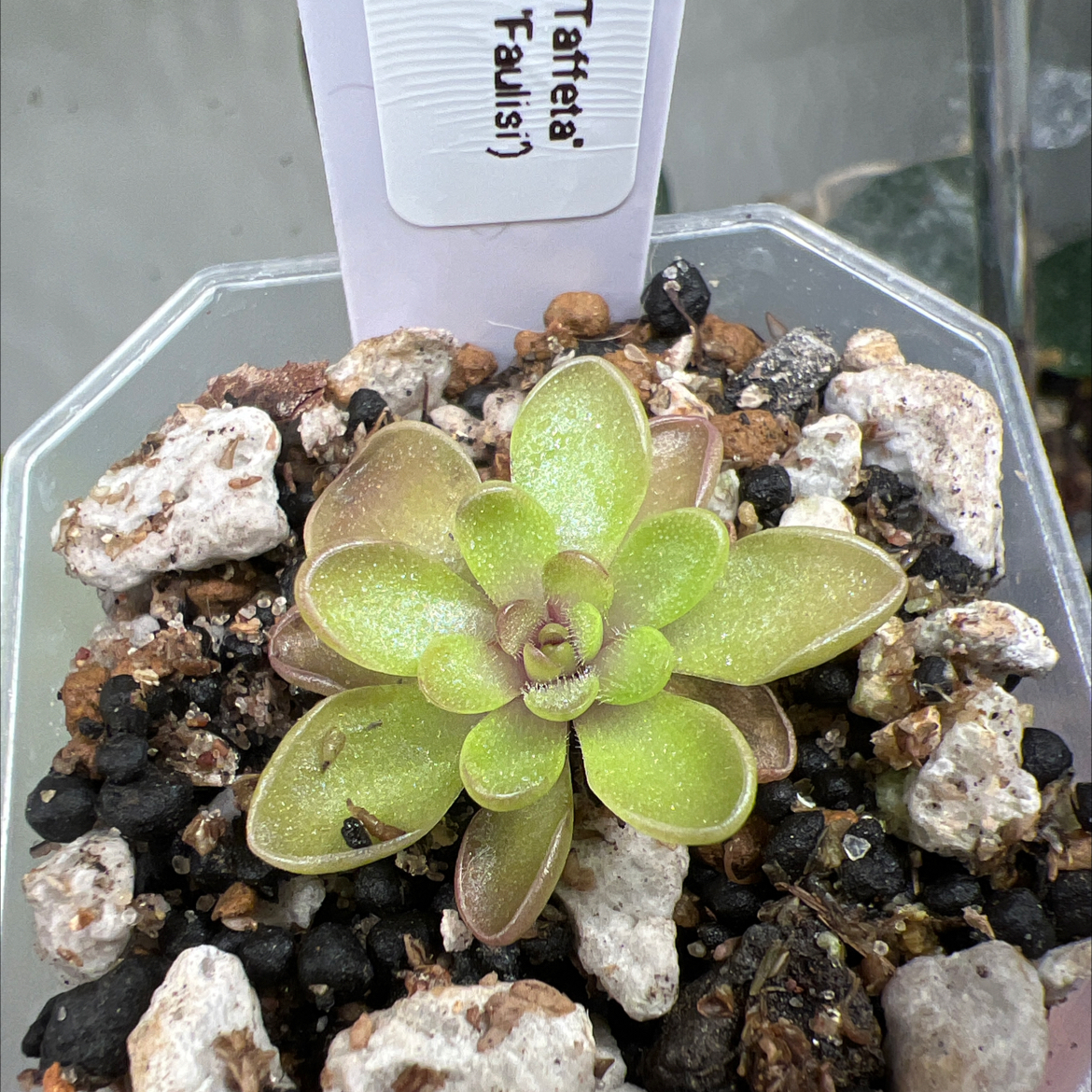 Photo of the plant species Ping by @Lilrunwaymdl named P. “Taffeta” on Greg, the plant care app