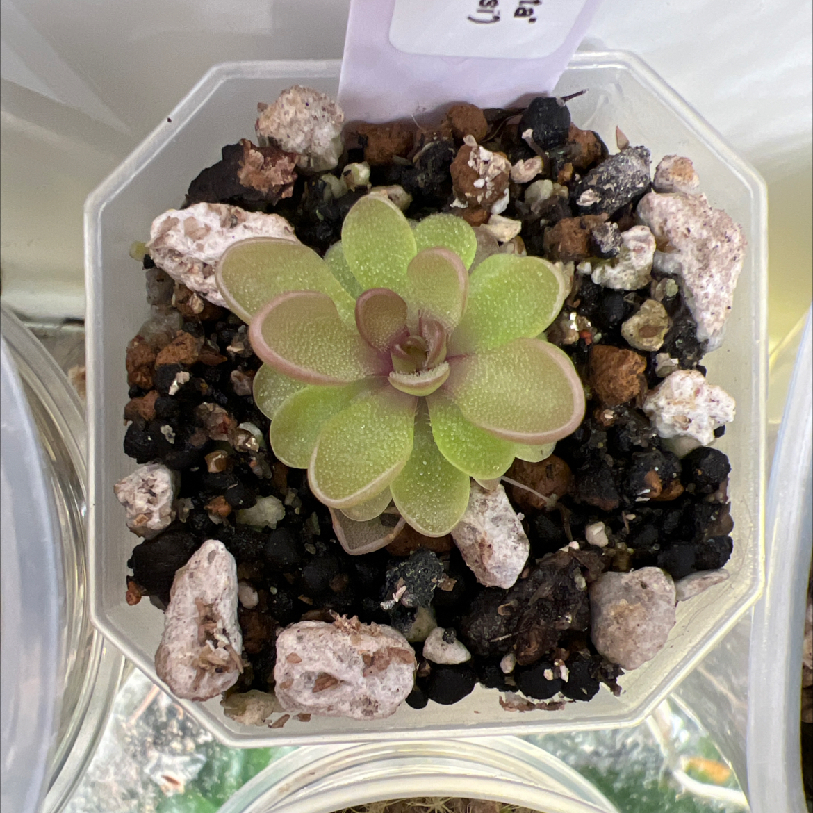 Photo of the plant species Ping by @Lilrunwaymdl named P. “Taffeta” on Greg, the plant care app
