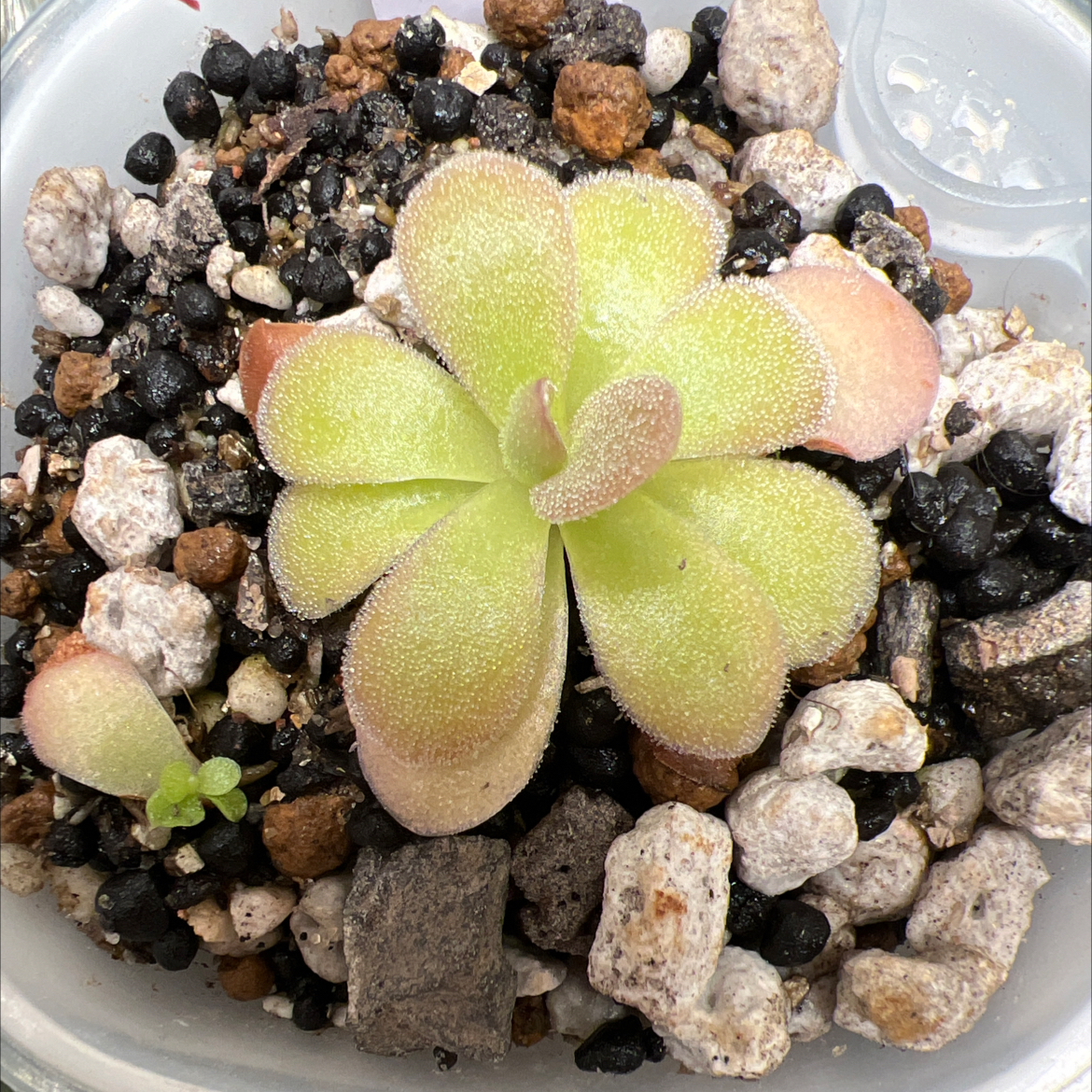Photo of the plant species Giant Butterwort by @Lilrunwaymdl named P. “King Slime” on Greg, the plant care app