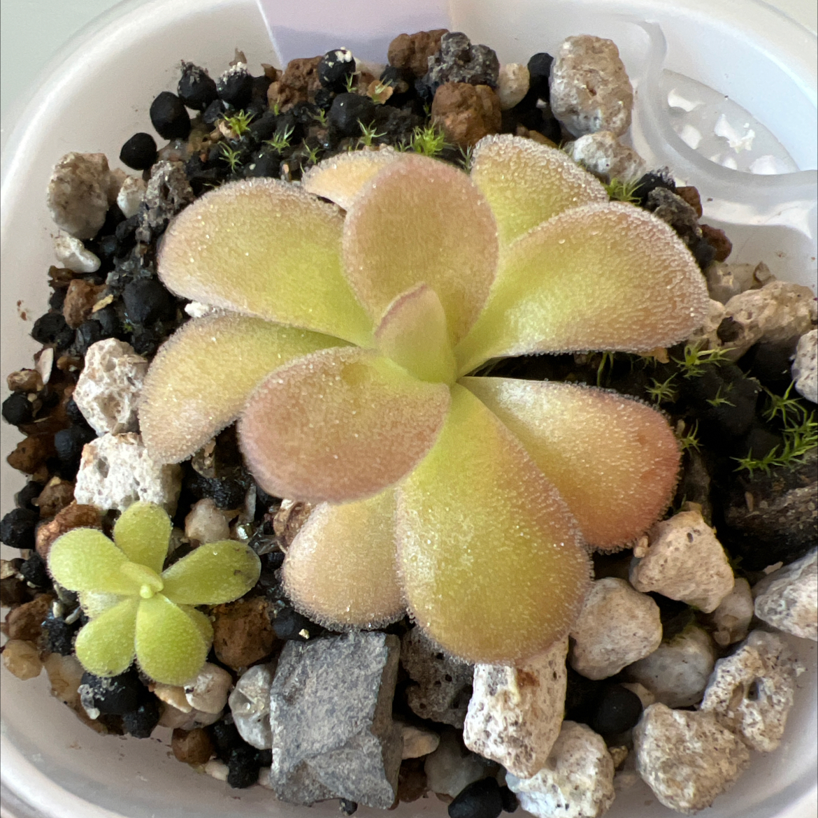 Photo of the plant species Giant Butterwort by @Lilrunwaymdl named P. “King Slime” on Greg, the plant care app