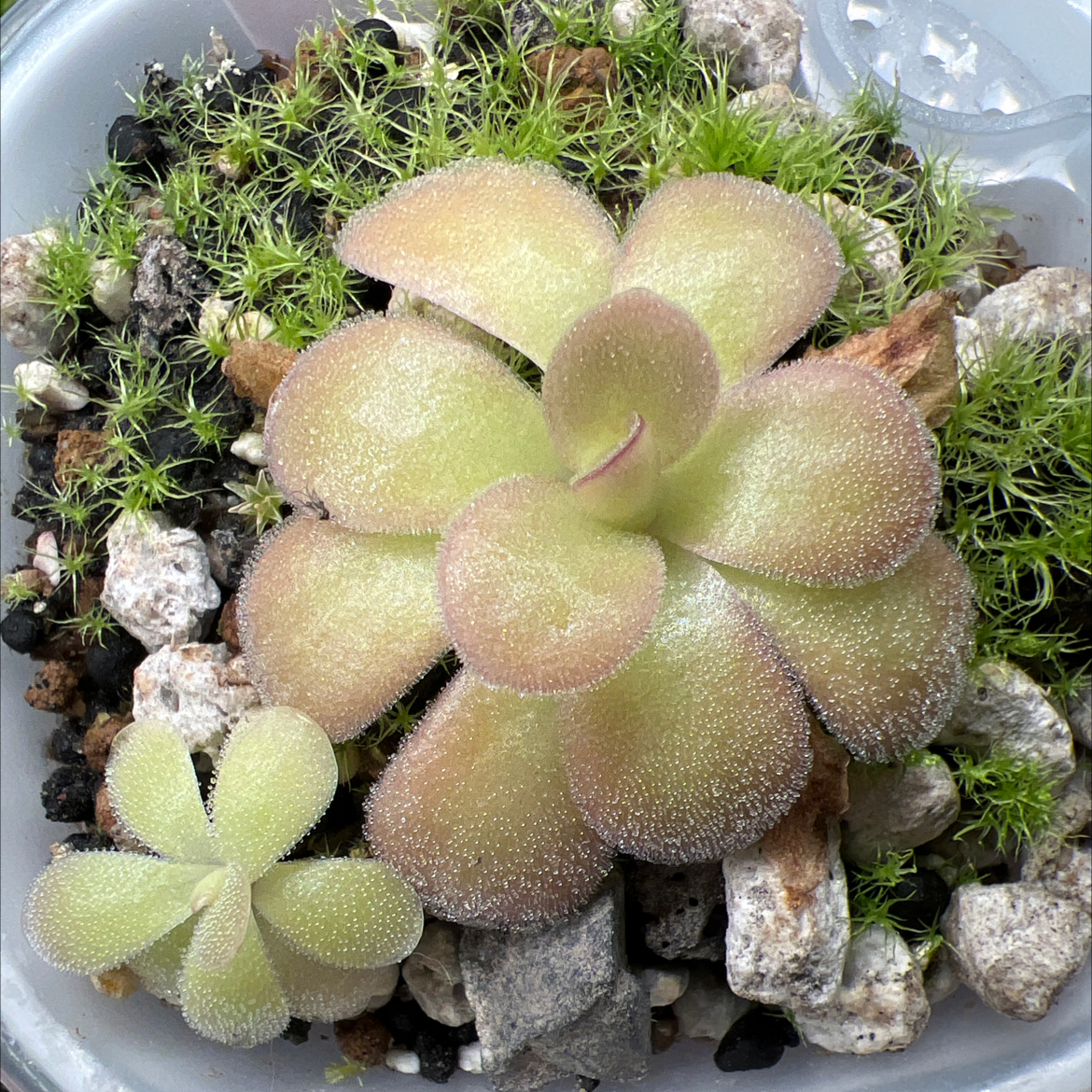 Photo of the plant species Giant Butterwort by @Lilrunwaymdl named P. “King Slime” on Greg, the plant care app