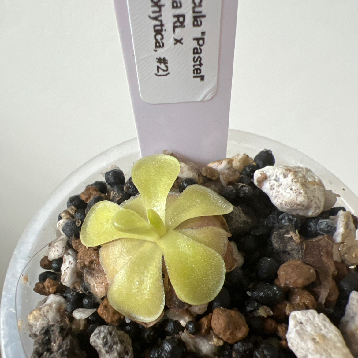 Photo of the plant species Mexican Butterwort by @Lilrunwaymdl named P. “Pastel” on Greg, the plant care app