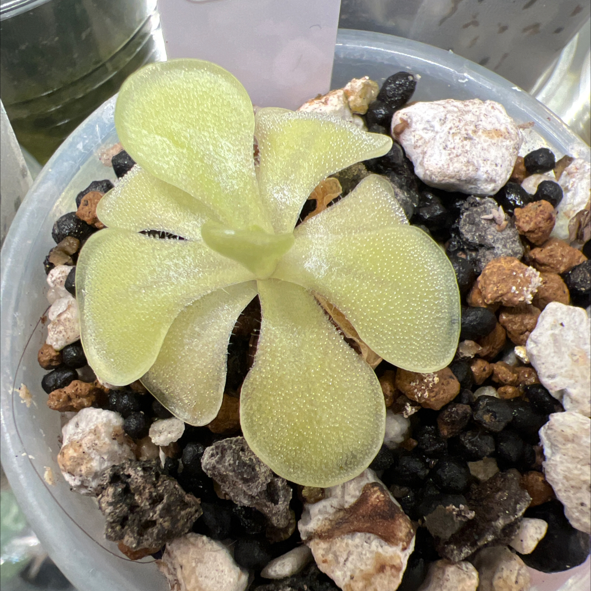 Photo of the plant species Mexican Butterwort by @Lilrunwaymdl named P. “Pastel” on Greg, the plant care app