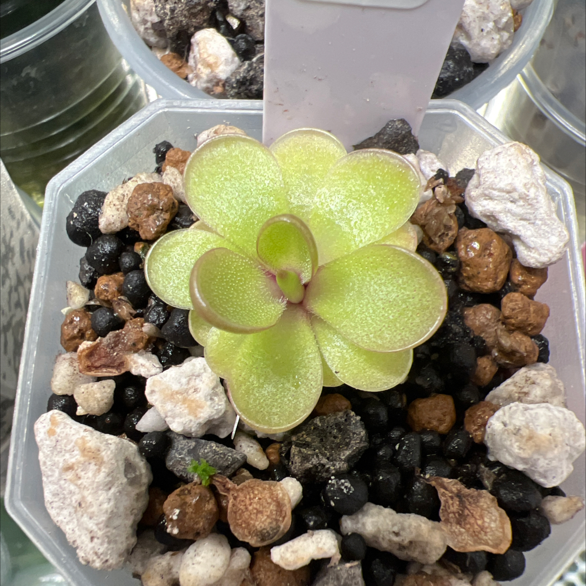 Photo of the plant species pinguicula laueana 'Red' by @Lilrunwaymdl named P. “Cashmere” on Greg, the plant care app