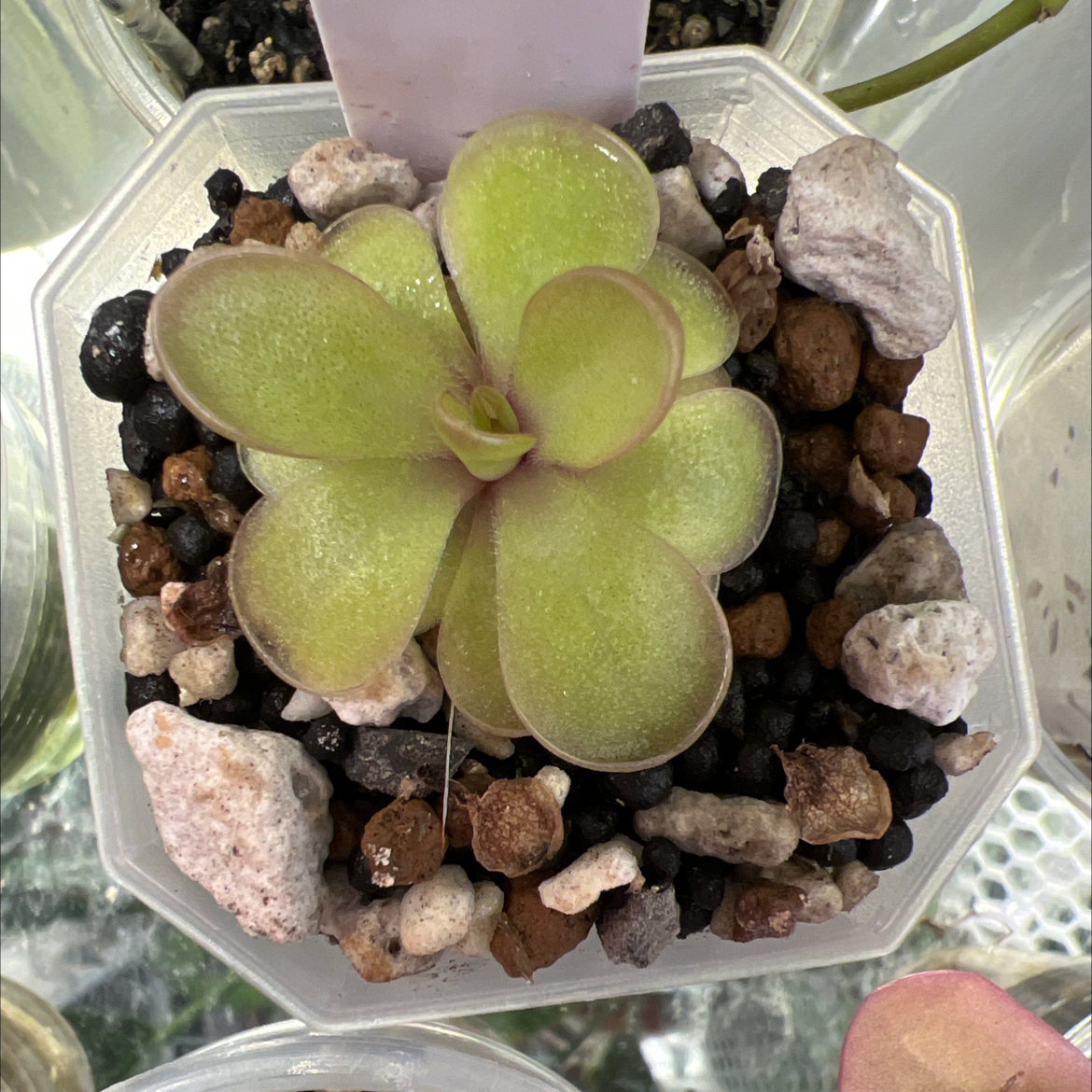 Photo of the plant species pinguicula laueana 'Red' by @Lilrunwaymdl named P. “Cashmere” on Greg, the plant care app