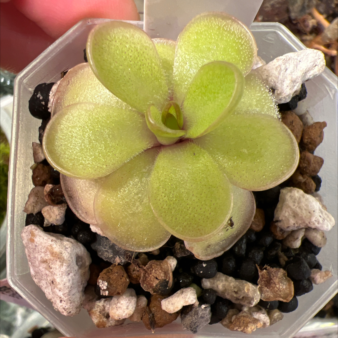 Photo of the plant species pinguicula laueana 'Red' by @Lilrunwaymdl named P. “Cashmere” on Greg, the plant care app