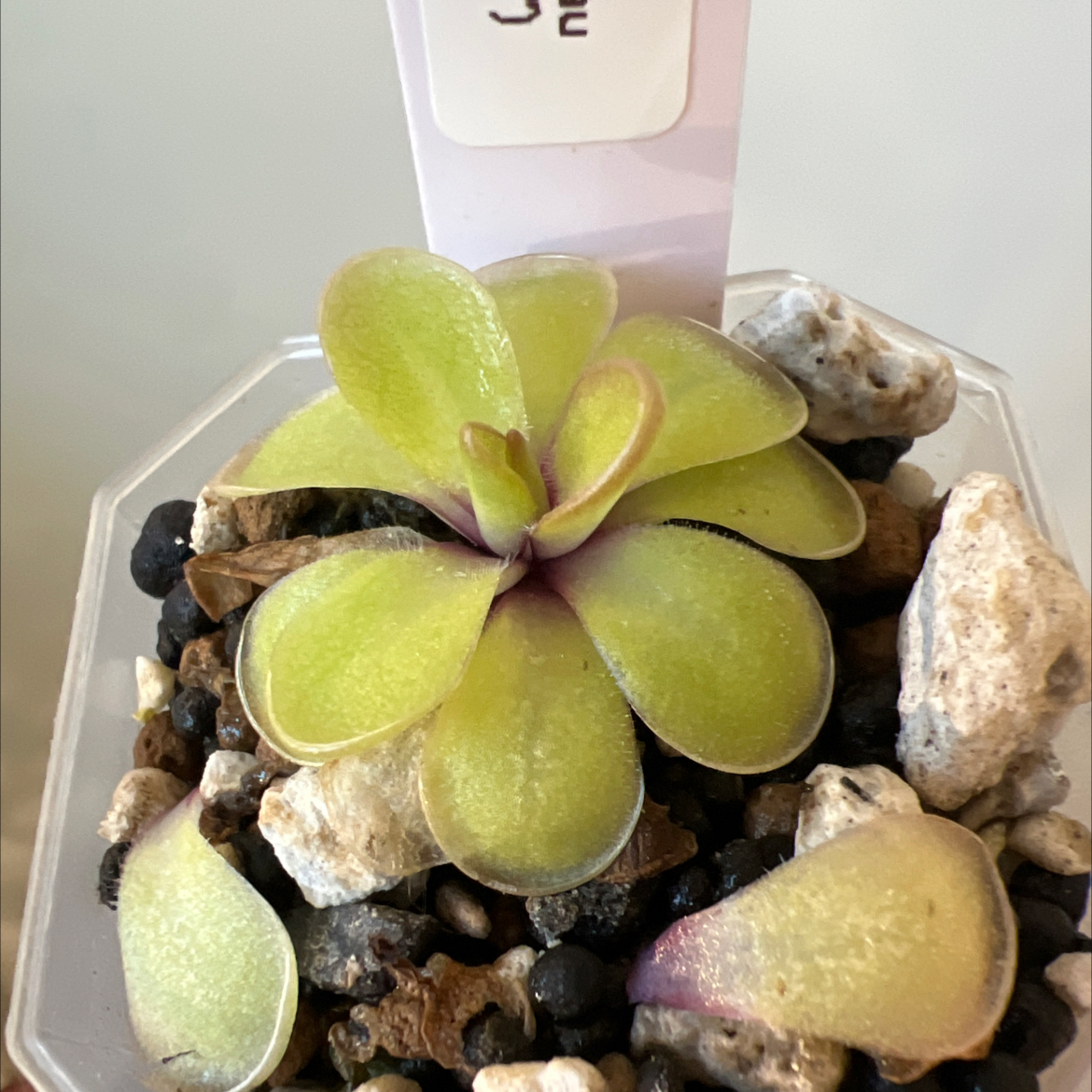 Photo of the plant species pinguicula laueana 'Red' by @Lilrunwaymdl named P. “Cashmere” on Greg, the plant care app