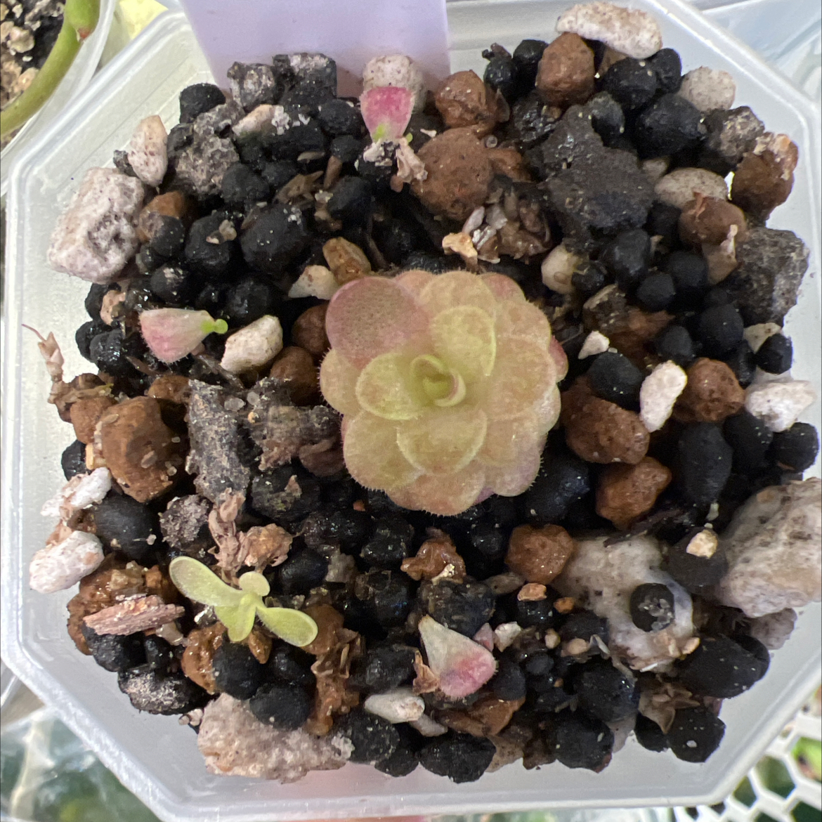 Photo of the plant species butterwort by @Lilrunwaymdl named P. Laueana “Tangerine” on Greg, the plant care app