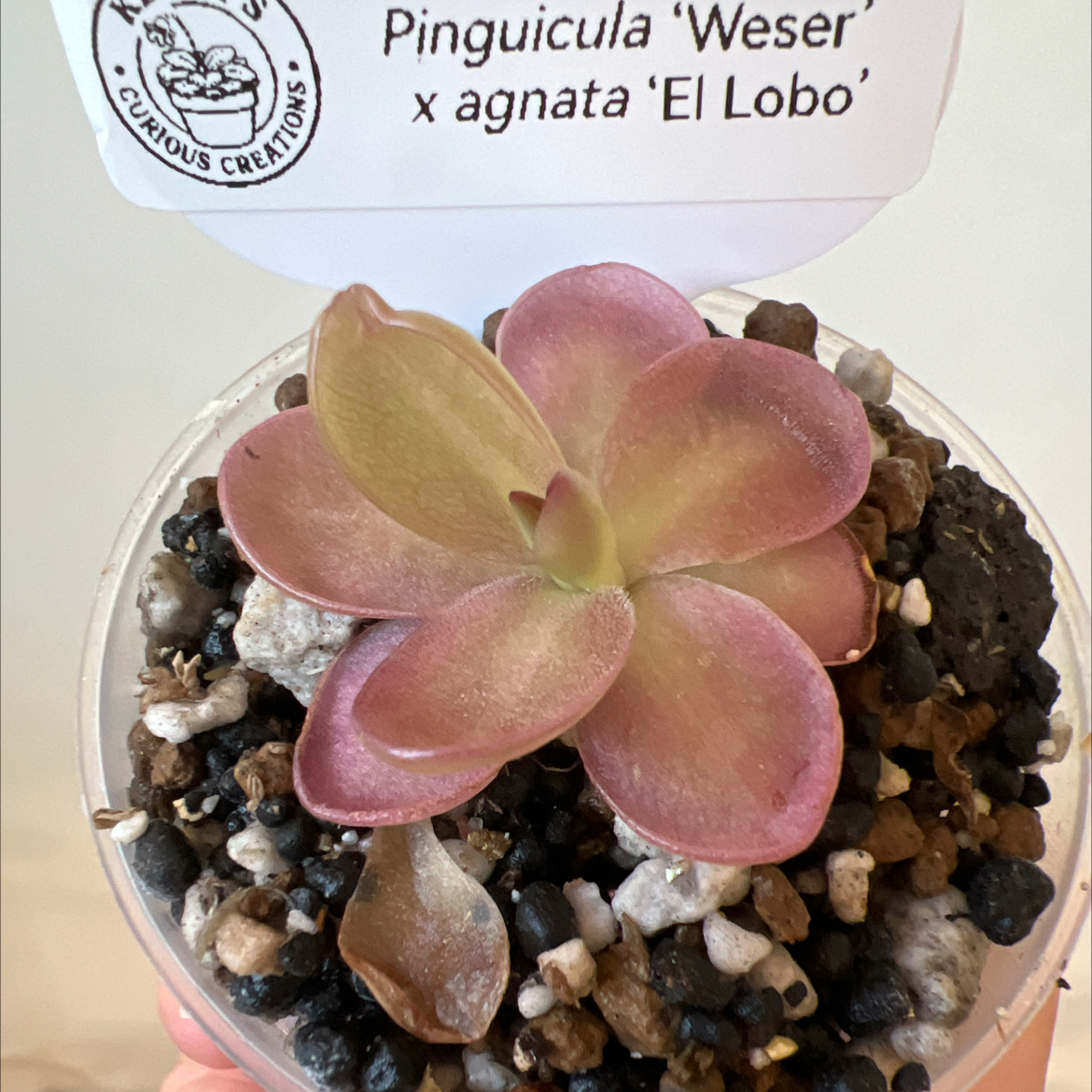 Photo of the plant species Weser Butterwort by @Lilrunwaymdl named Pinguicula’Weser’ x agnata ‘El Lobo’ on Greg, the plant care app