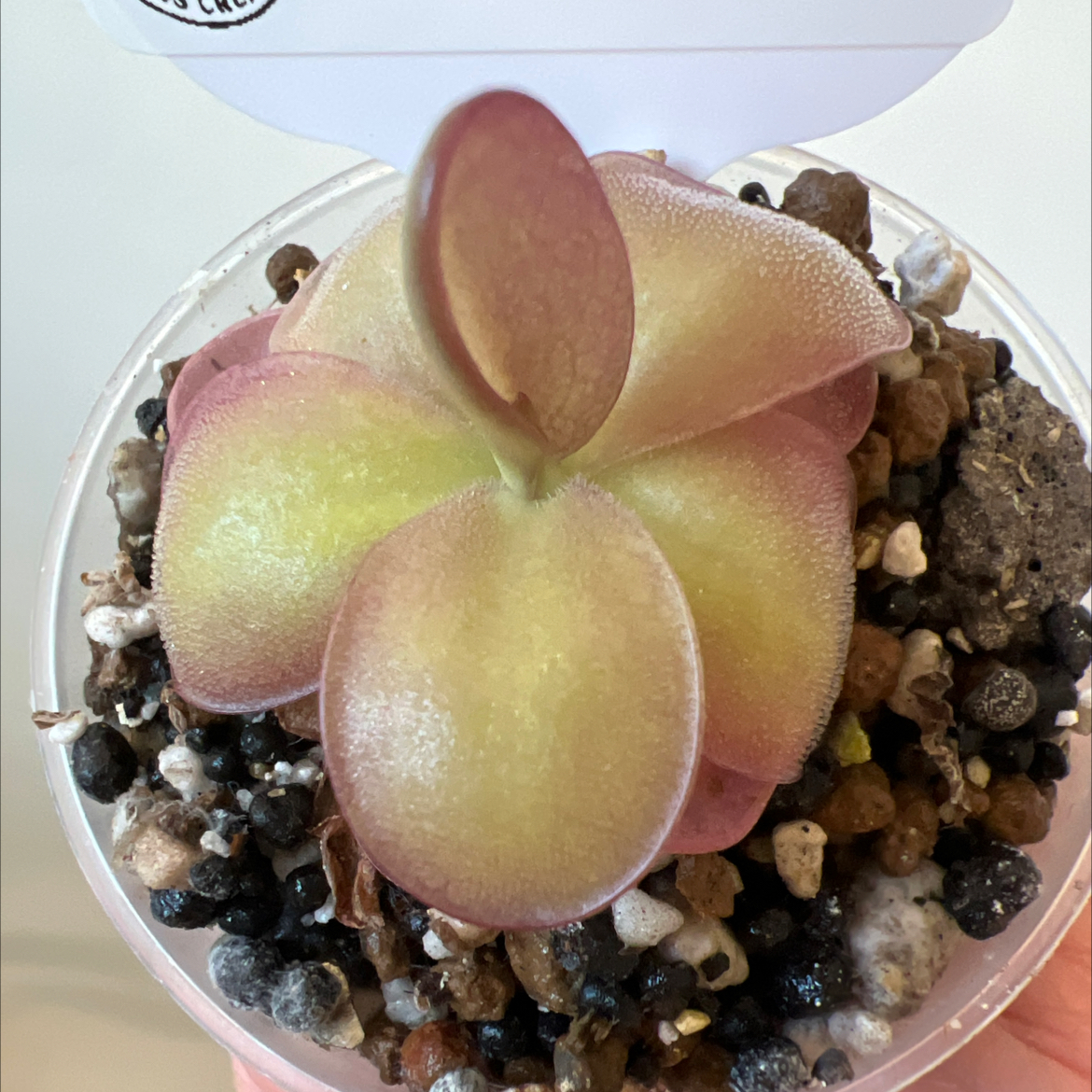 Photo of the plant species Weser Butterwort by @Lilrunwaymdl named Pinguicula’Weser’ x agnata ‘El Lobo’ on Greg, the plant care app