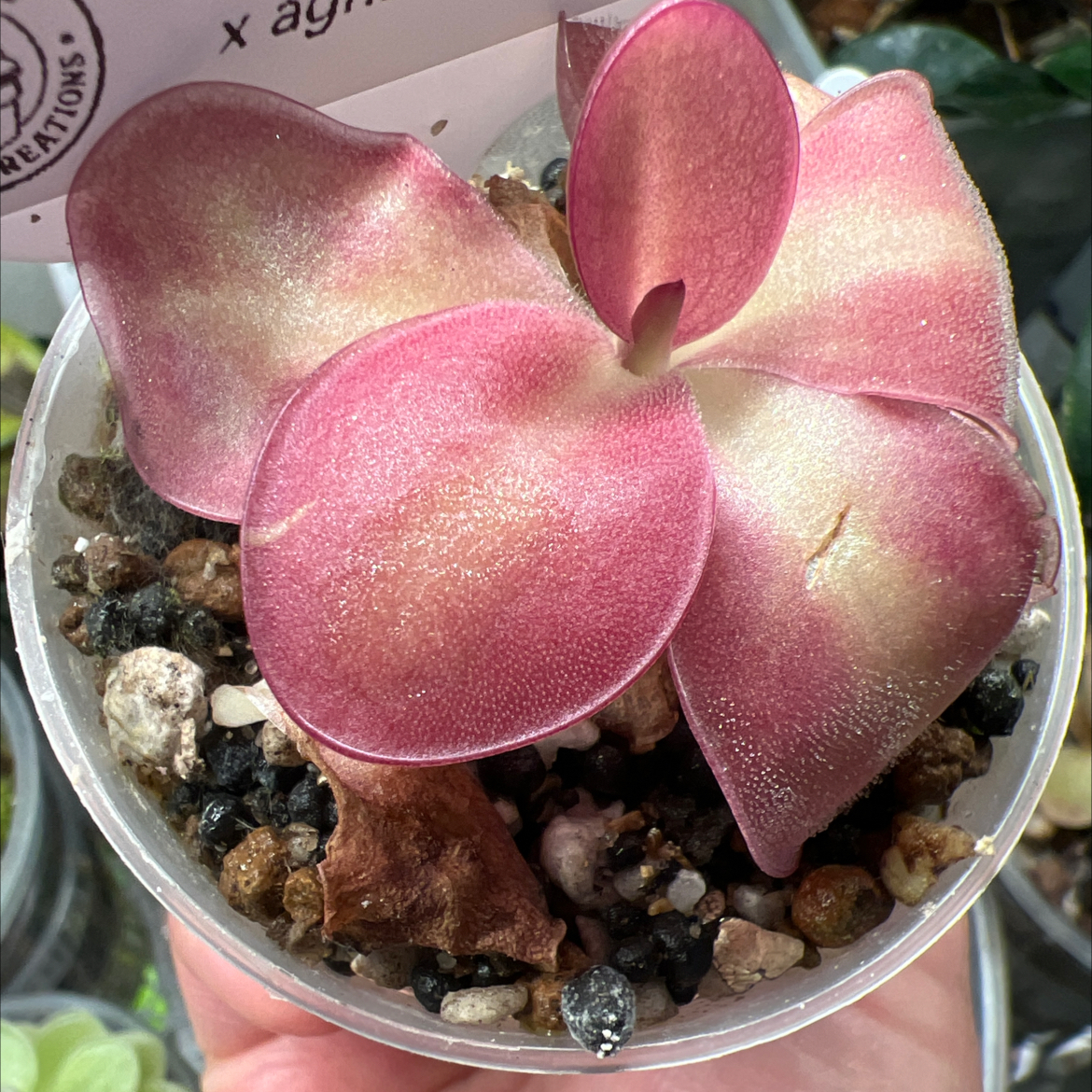 Photo of the plant species Weser Butterwort by @Lilrunwaymdl named Pinguicula’Weser’ x agnata ‘El Lobo’ on Greg, the plant care app