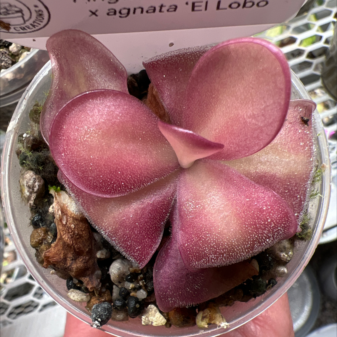 Photo of the plant species Weser Butterwort by @Lilrunwaymdl named Pinguicula’Weser’ x agnata ‘El Lobo’ on Greg, the plant care app