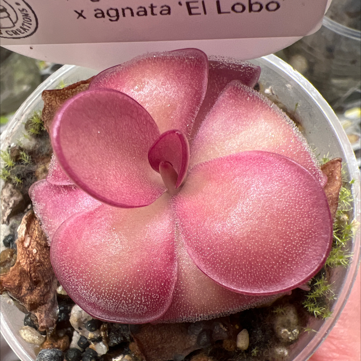 Photo of the plant species Weser Butterwort by @Lilrunwaymdl named Pinguicula’Weser’ x agnata ‘El Lobo’ on Greg, the plant care app