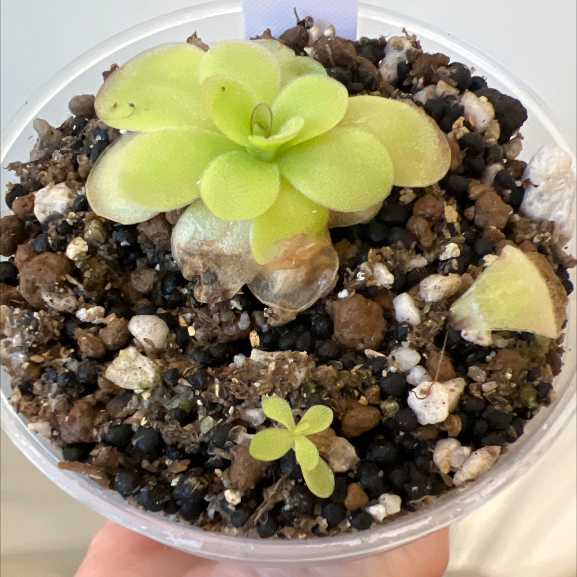 Photo of the plant species Ibarra's Butterwort by @Lilrunwaymdl named P. Ibarre x agnata “red leaf” on Greg, the plant care app