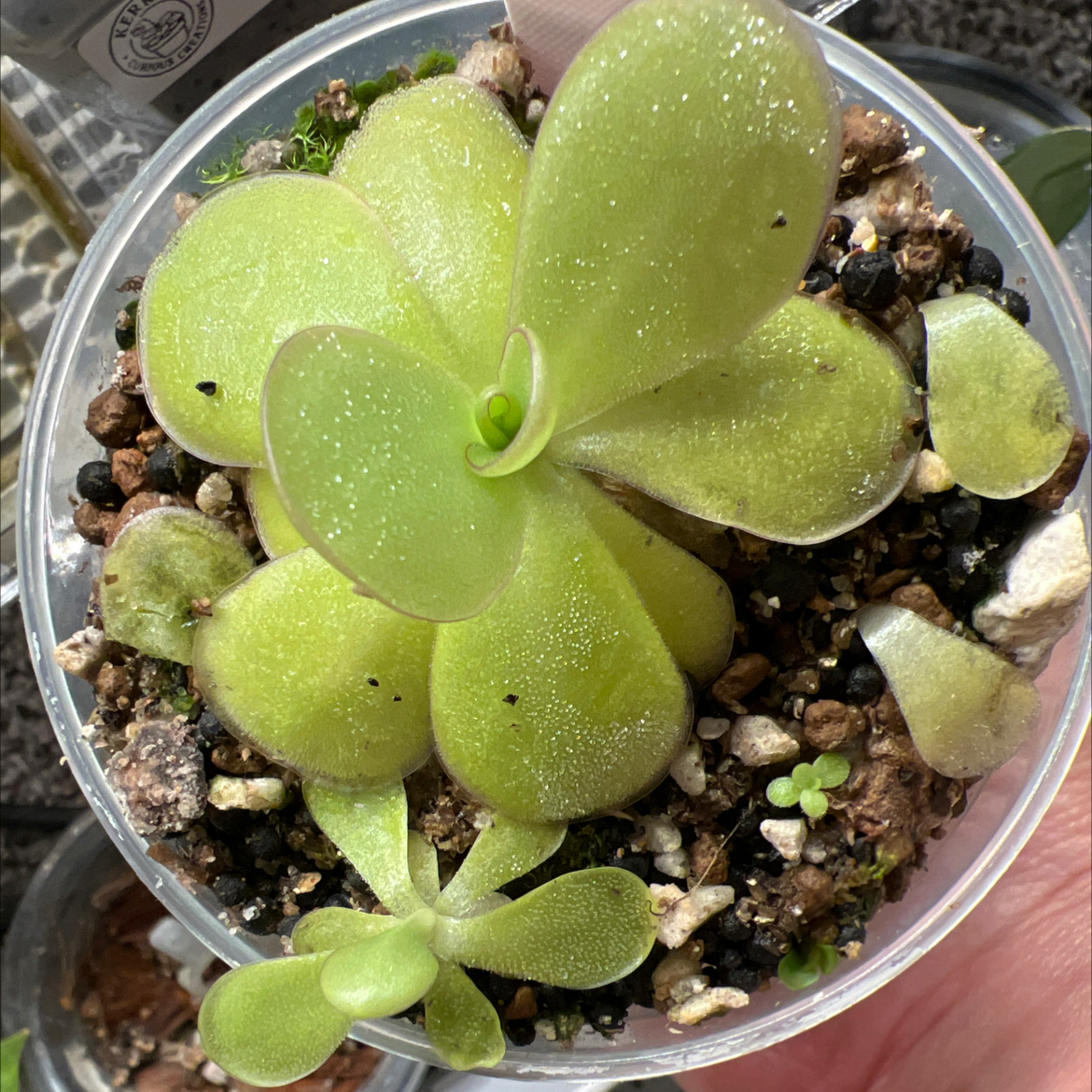 Photo of the plant species Ibarra's Butterwort by @Lilrunwaymdl named P. Ibarre x agnata “red leaf” on Greg, the plant care app
