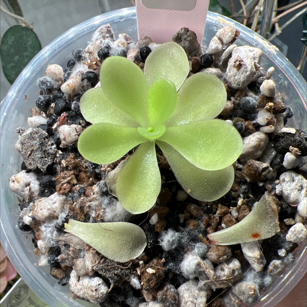 Photo of the plant species Giant Butterwort by @Lilrunwaymdl named P. “Key Lime Ping” (gig x Sumidero II) on Greg, the plant care app