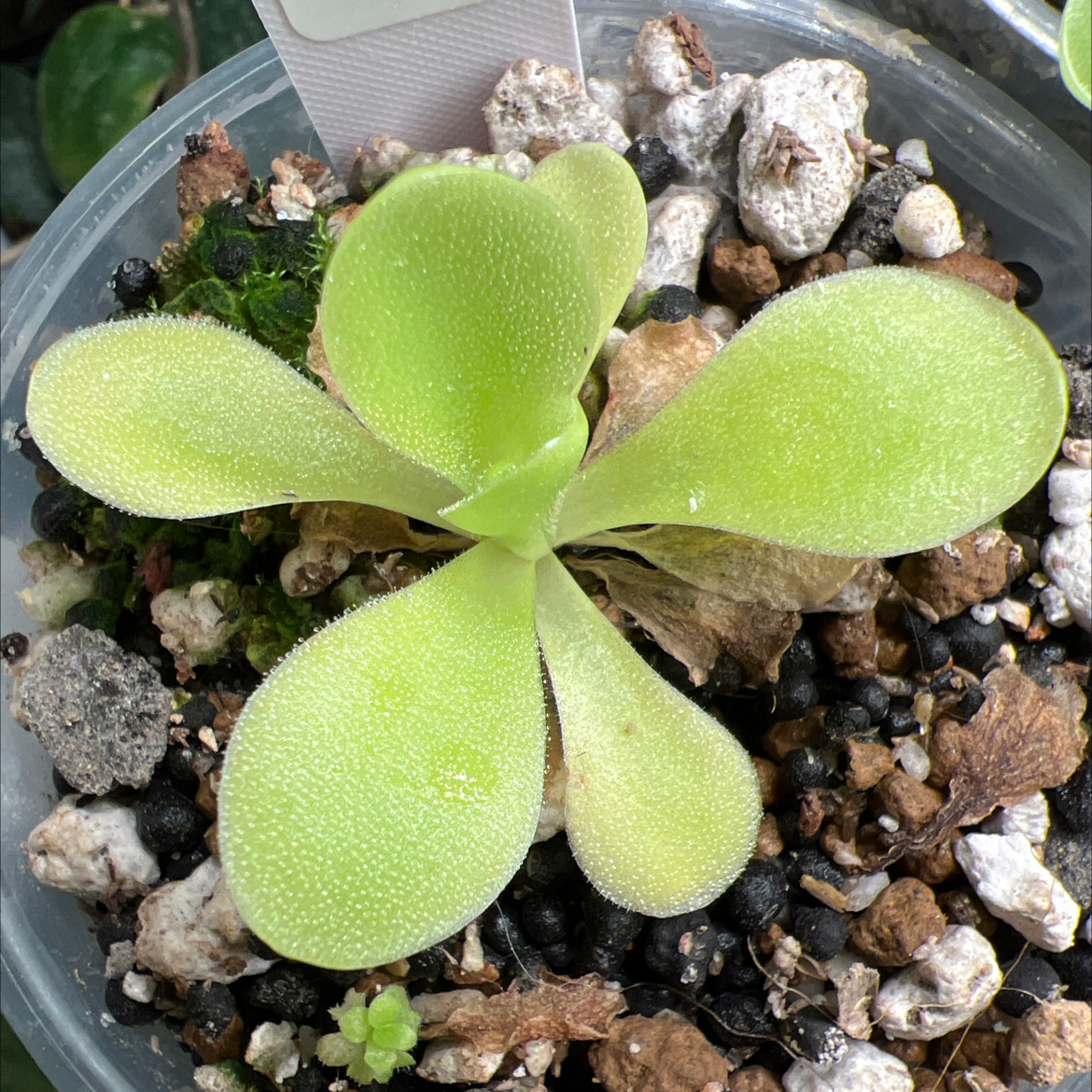 Photo of the plant species Giant Butterwort by @Lilrunwaymdl named P. “Key Lime Ping” (gig x Sumidero II) on Greg, the plant care app
