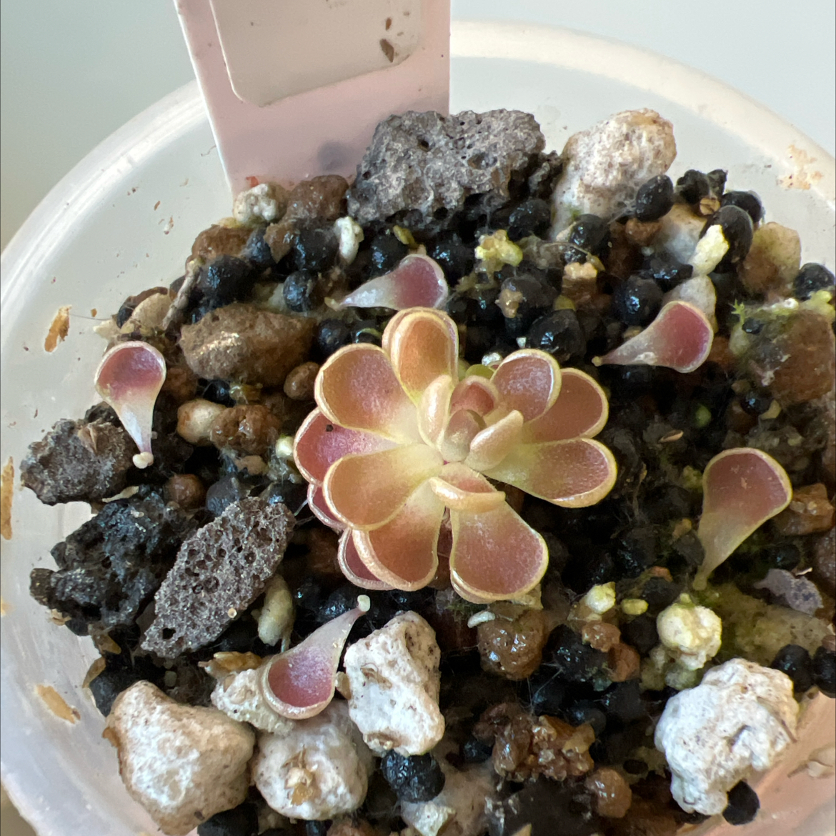 Photo of the plant species Mexican Butterwort by @Lilrunwaymdl named P. Esseriana “El Cielo” on Greg, the plant care app