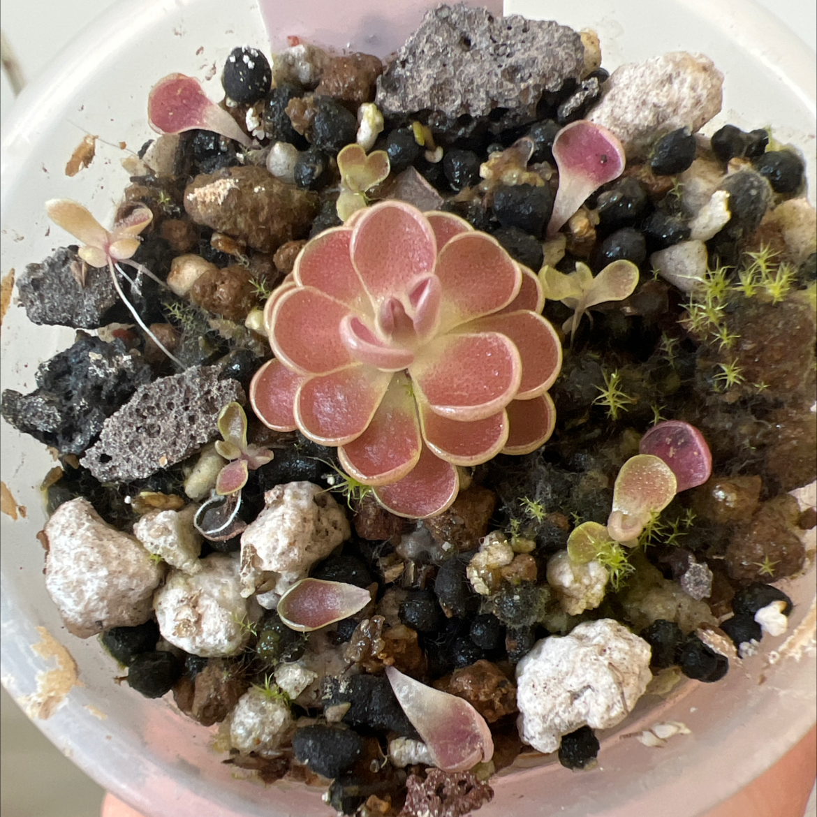 Photo of the plant species Mexican Butterwort by @Lilrunwaymdl named P. Esseriana “El Cielo” on Greg, the plant care app