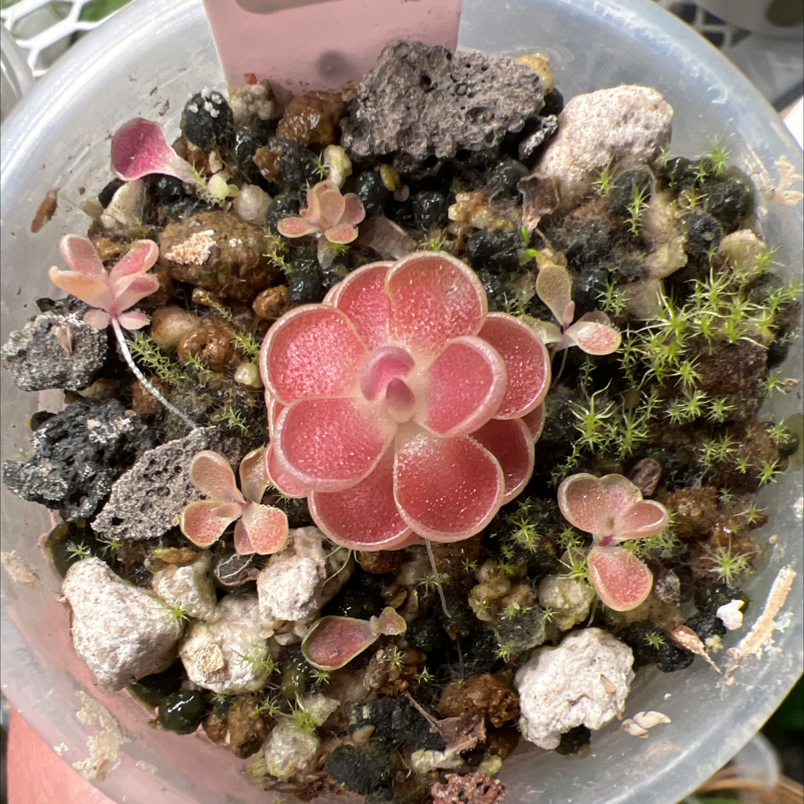 Photo of the plant species Mexican Butterwort by @Lilrunwaymdl named P. Esseriana “El Cielo” on Greg, the plant care app