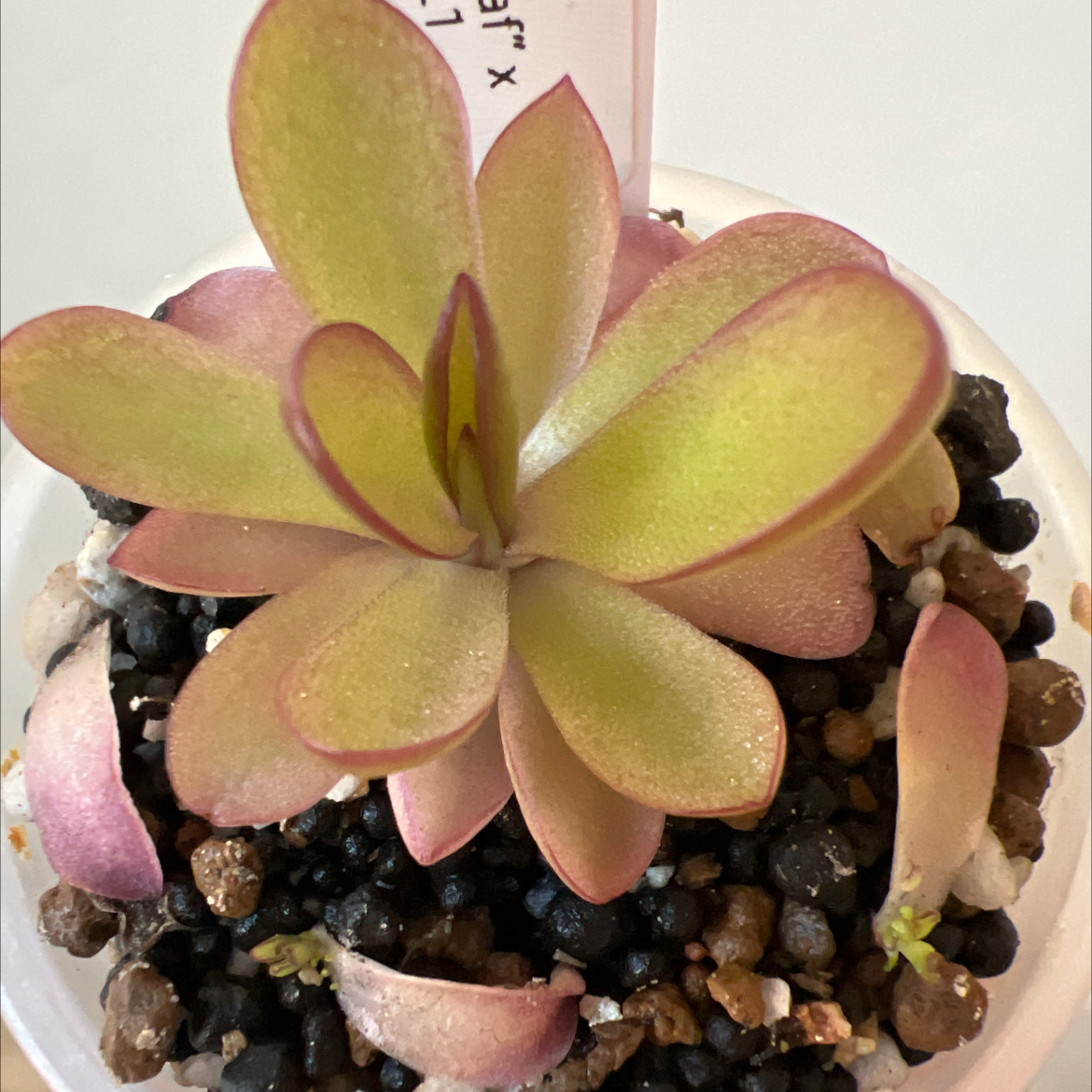 Photo of the plant species Mexican Butterwort by @Lilrunwaymdl named P. [AY21] agnata “Red Leaf” x “Seductora” PL1 on Greg, the plant care app