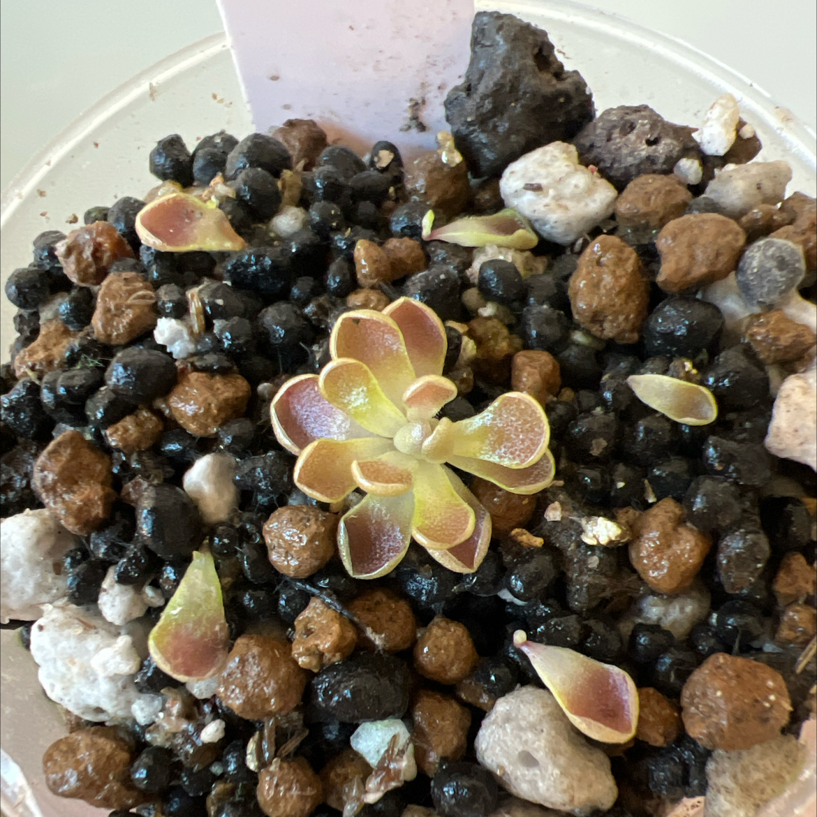 Photo of the plant species Mexican Butterwort by @Lilrunwaymdl named P. Esseriana “Black Leaf” on Greg, the plant care app
