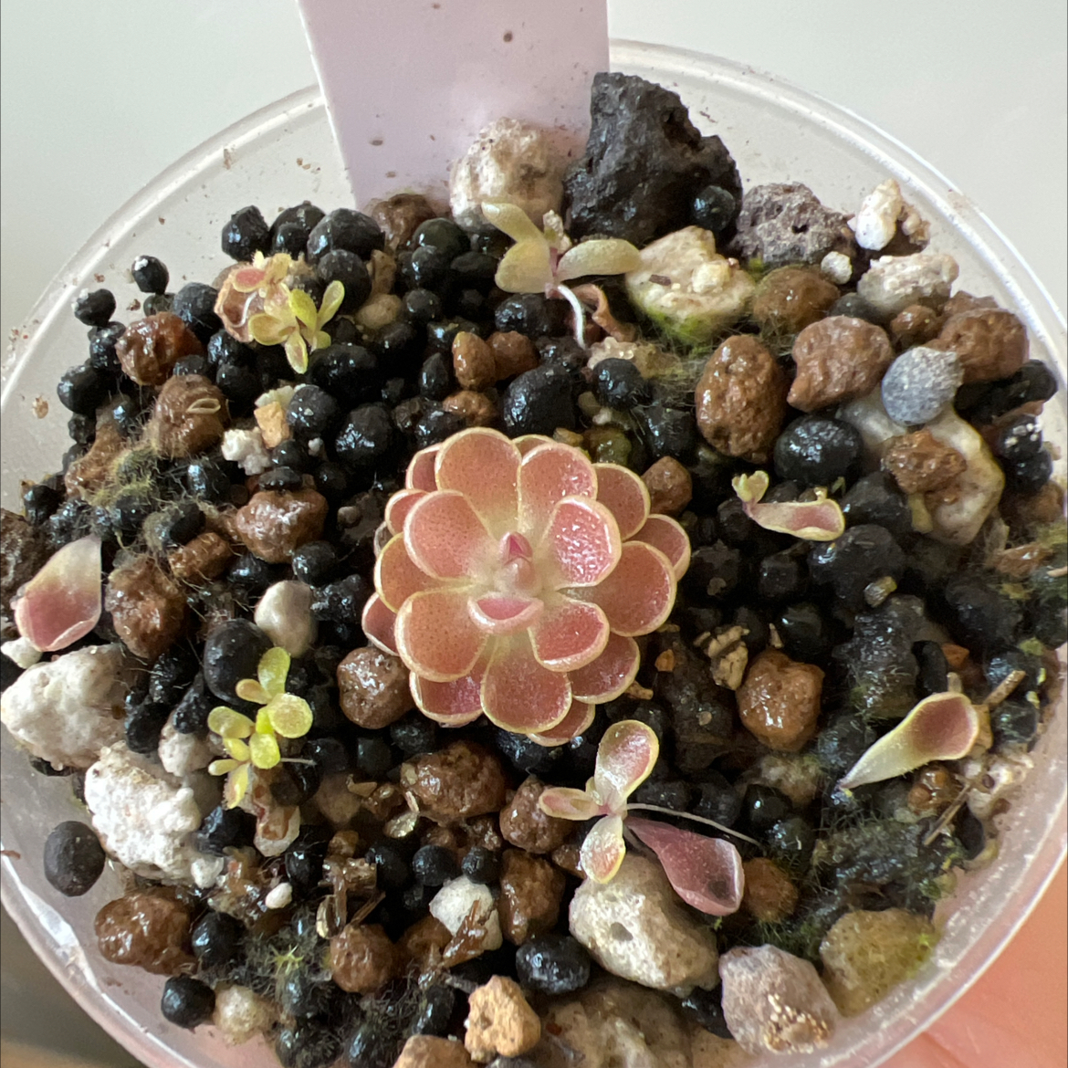 Photo of the plant species Mexican Butterwort by @Lilrunwaymdl named P. Esseriana “Black Leaf” on Greg, the plant care app
