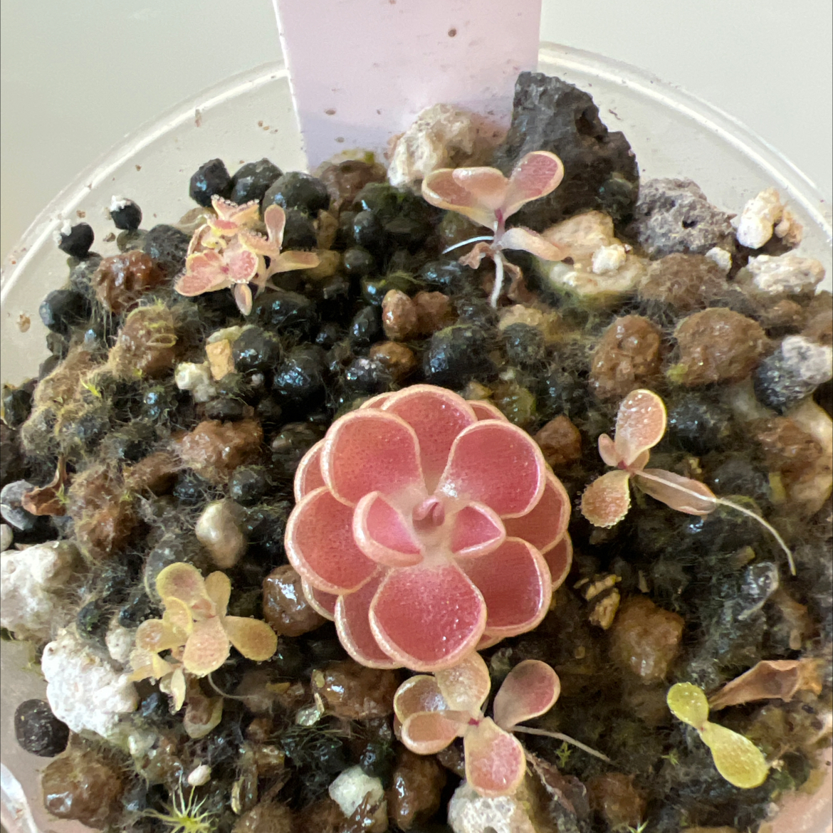 Photo of the plant species Mexican Butterwort by @Lilrunwaymdl named P. Esseriana “Black Leaf” on Greg, the plant care app