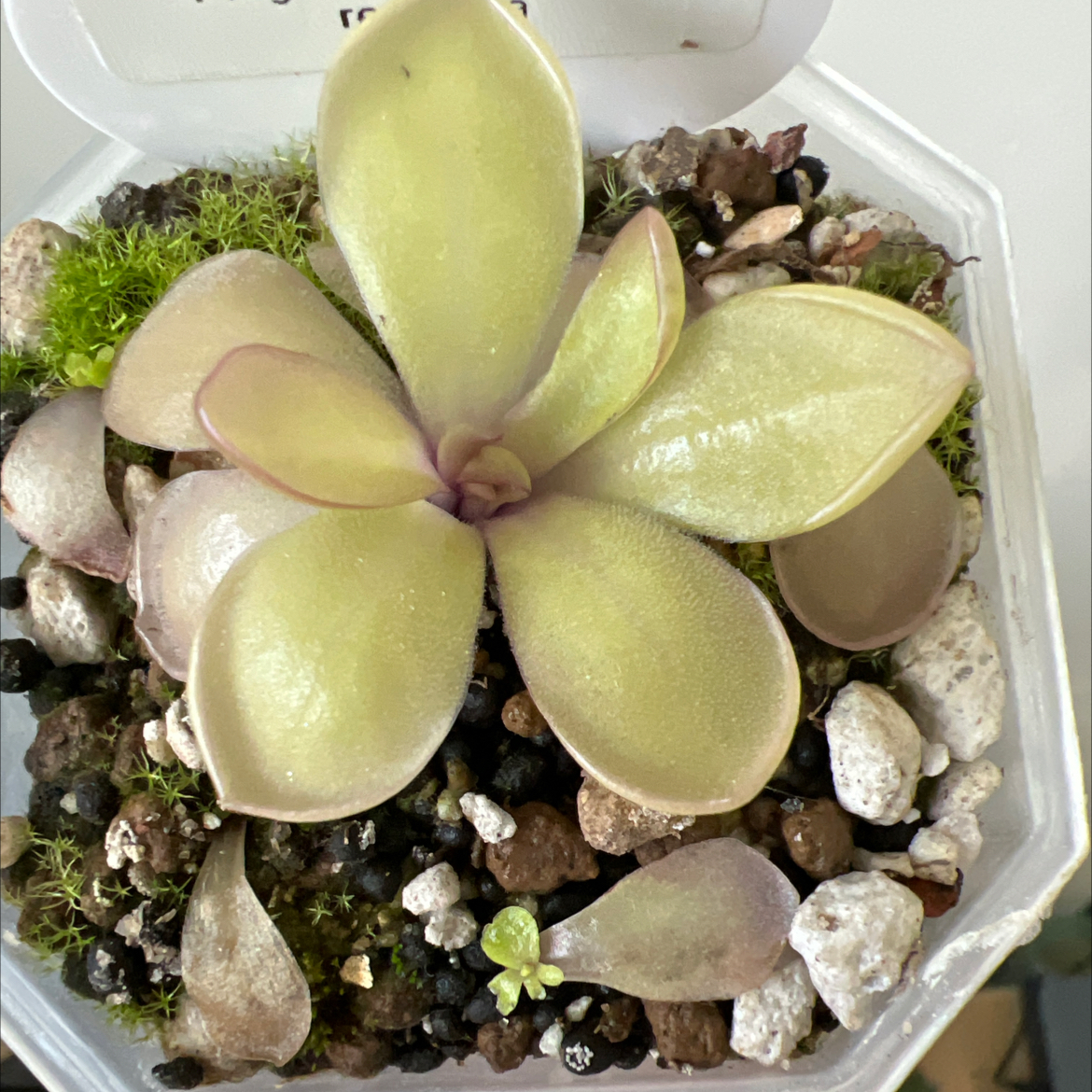 Photo of the plant species Mexican Butterwort by @Lilrunwaymdl named P. Agnata “Red Leaf” x rectifolia on Greg, the plant care app
