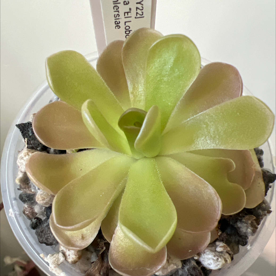 Photo of the plant species Mexican Butterwort by @Lilrunwaymdl named P. Agnata ‘El Lobo’ x ehlersiae on Greg, the plant care app