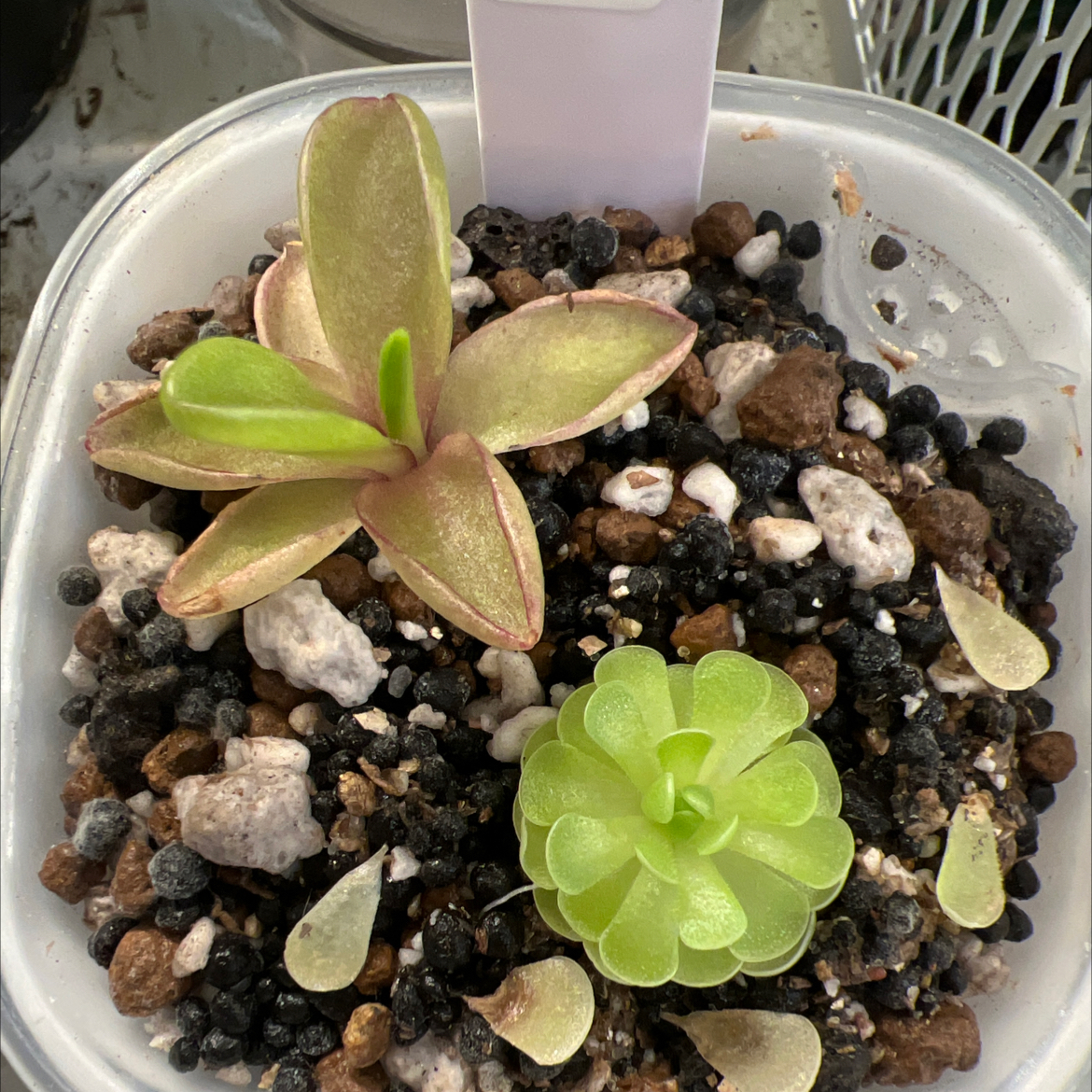 Photo of the plant species Mexican Butterwort by @Lilrunwaymdl named P. ‘Razzberry Blonde’ and P. Esseriana on Greg, the plant care app