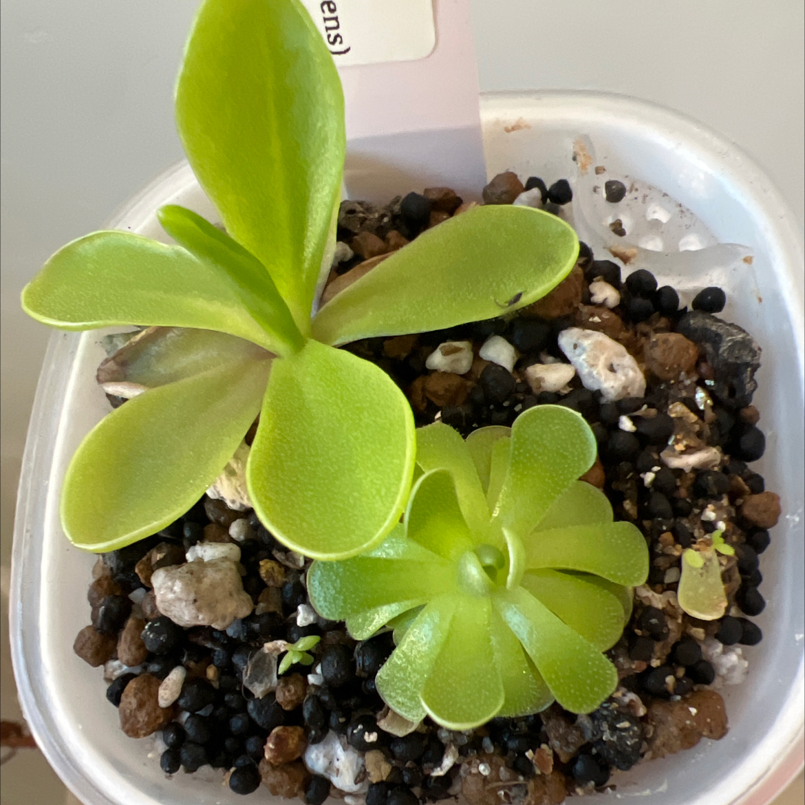 Photo of the plant species Mexican Butterwort by @Lilrunwaymdl named P. ‘Razzberry Blonde’ and P. Esseriana on Greg, the plant care app