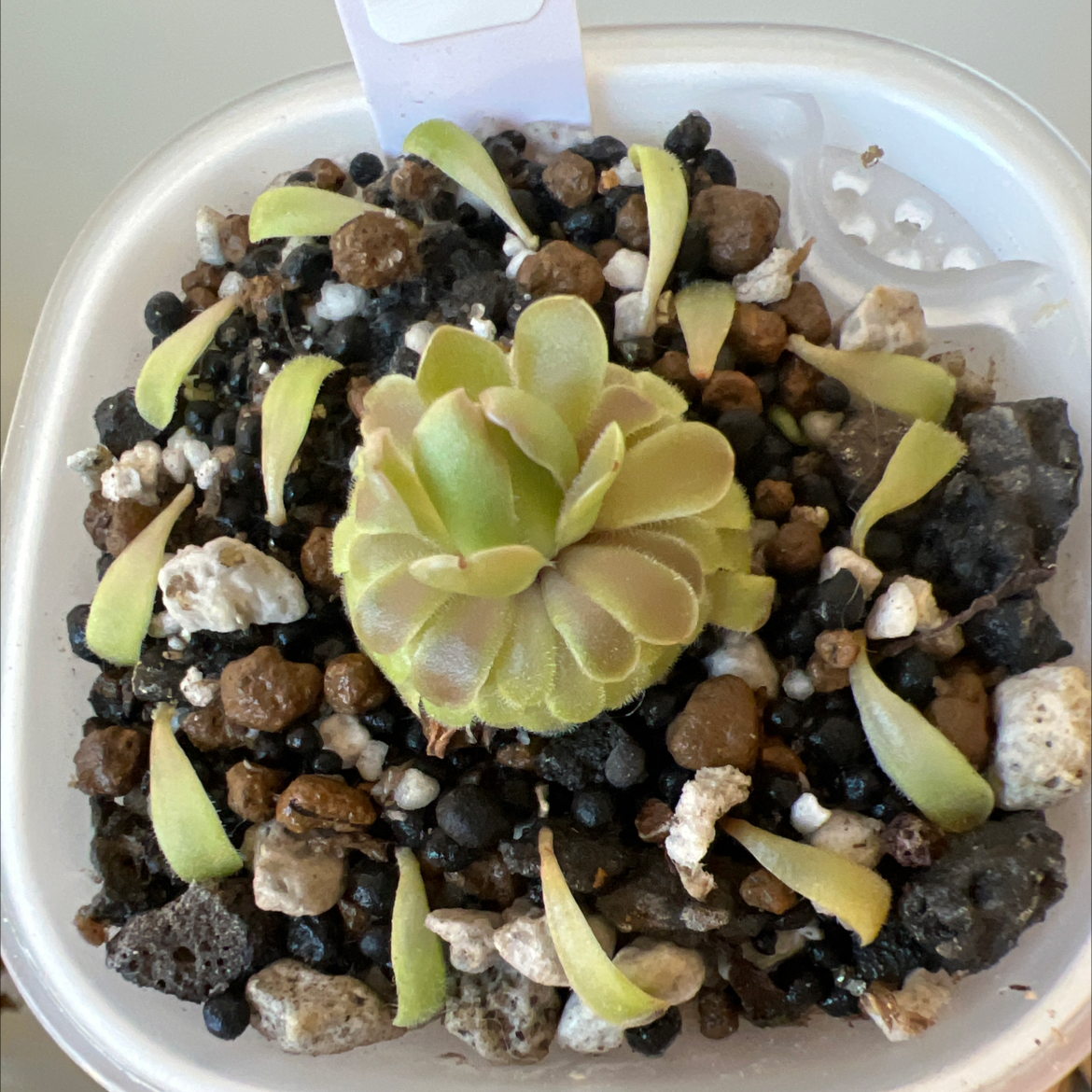 Photo of the plant species butterwort by @Lilrunwaymdl named [AY21] P. Laueana x ehlersiae on Greg, the plant care app