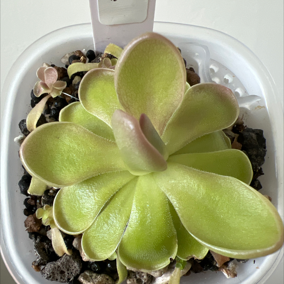 Photo of the plant species butterwort by @Lilrunwaymdl named [AY21] P. Laueana x ehlersiae on Greg, the plant care app