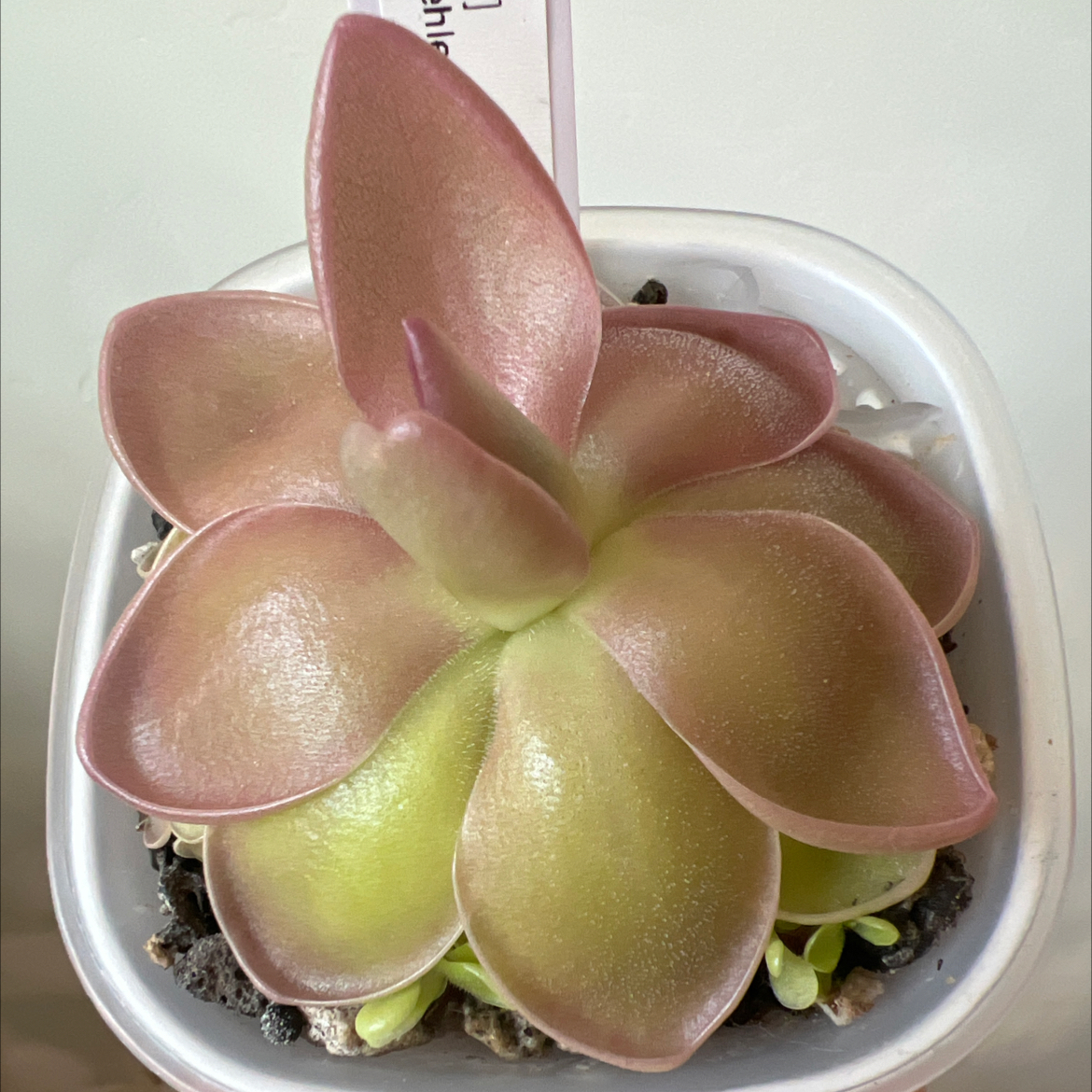 Photo of the plant species butterwort by @Lilrunwaymdl named [AY21] P. Laueana x ehlersiae on Greg, the plant care app
