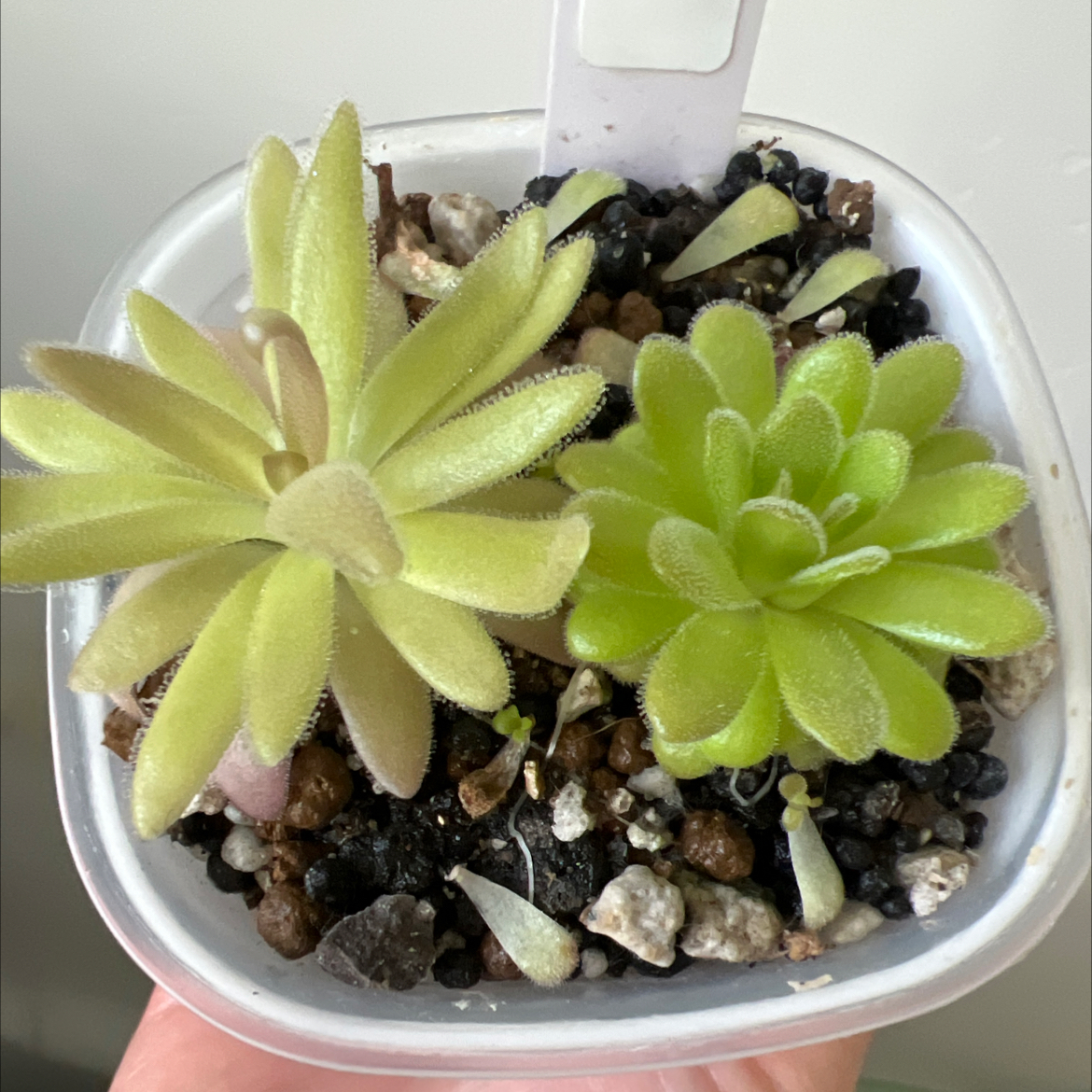 Photo of the plant species Pinguicula agnata gypsicola by @Lilrunwaymdl named P. Agnata “Red Leaf” x gypsicola [AY21] on Greg, the plant care app