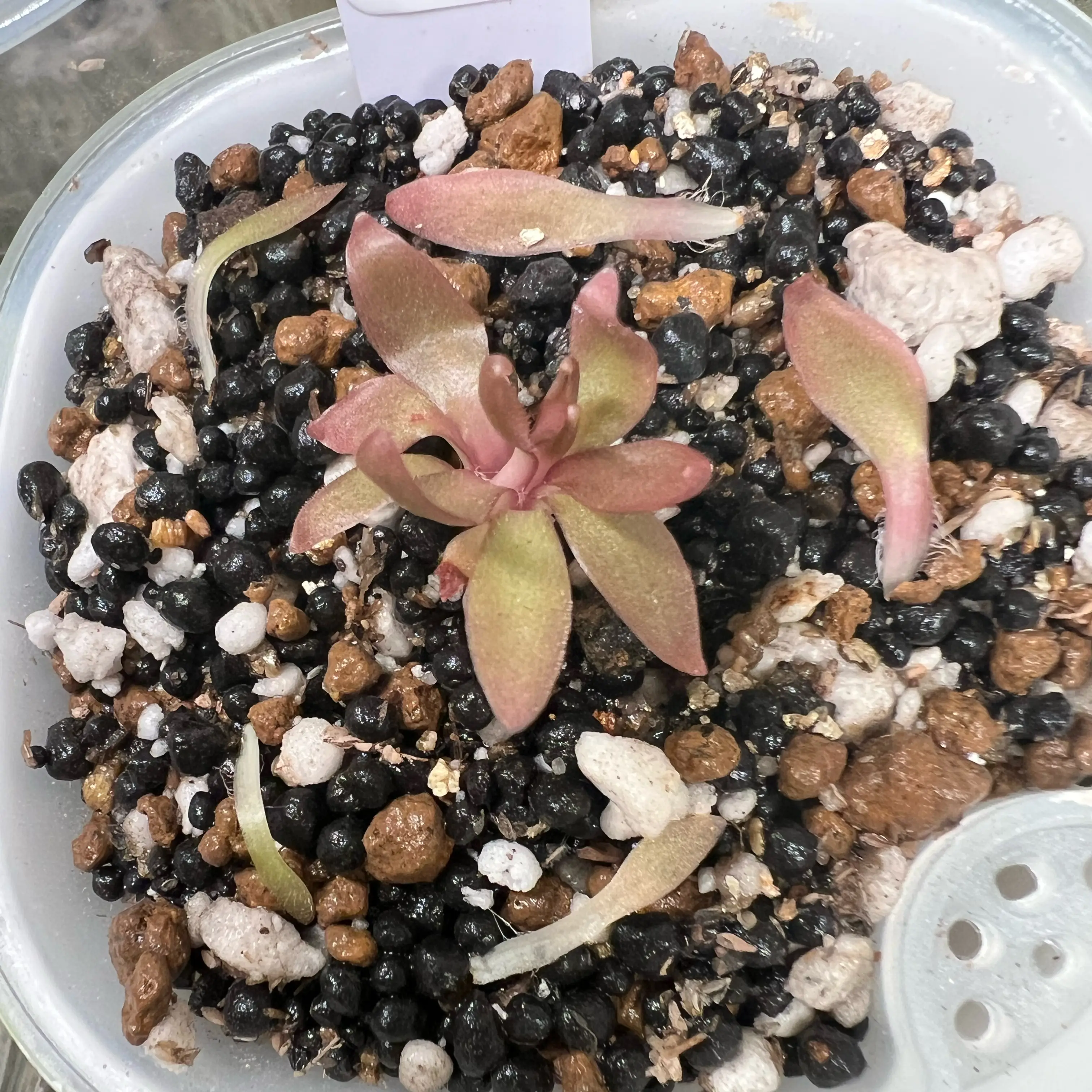 Photo of the plant species Pinguicula moctezumae by @Lilrunwaymdl named P. “Red Starfish” from Adam Yeh on Greg, the plant care app