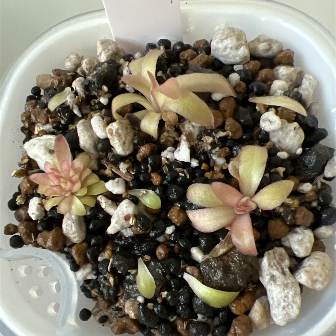 Photo of the plant species Pinguicula moctezumae by @Lilrunwaymdl named P. Moctezumae x Cyclosecta on Greg, the plant care app