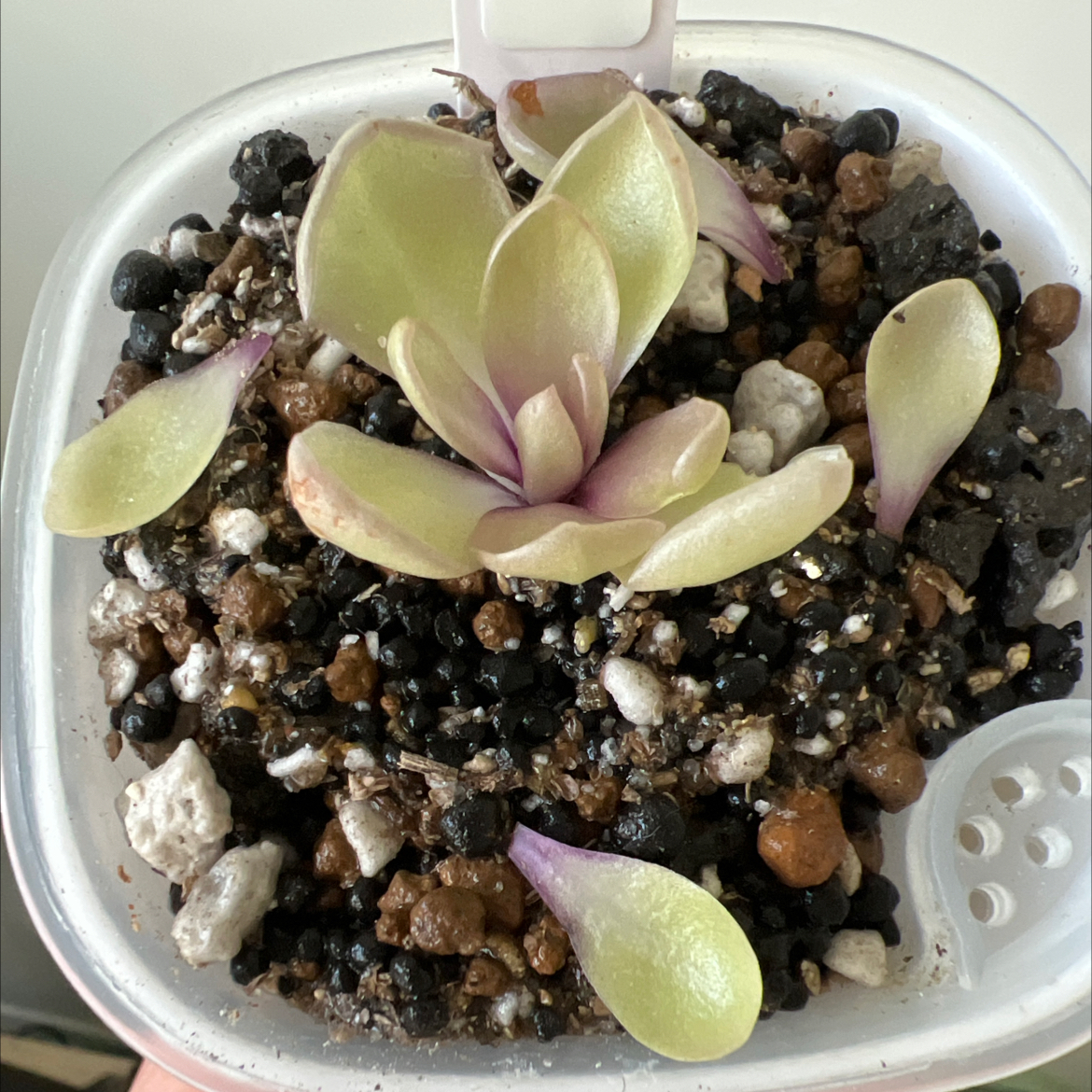 Photo of the plant species Ping by @Lilrunwaymdl named P. Rectifolia x Cyclosecta on Greg, the plant care app