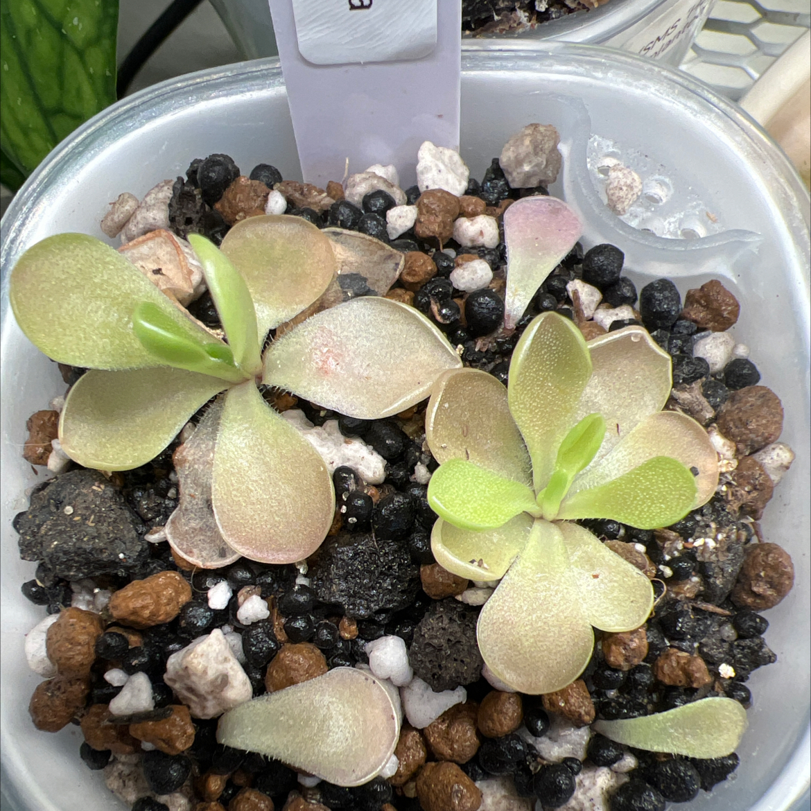 Photo of the plant species Weser Butterwort by @Lilrunwaymdl named P. ‘Weser’ x agnata on Greg, the plant care app