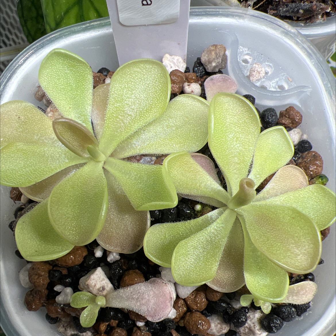 Photo of the plant species Weser Butterwort by @Lilrunwaymdl named P. ‘Weser’ x agnata on Greg, the plant care app