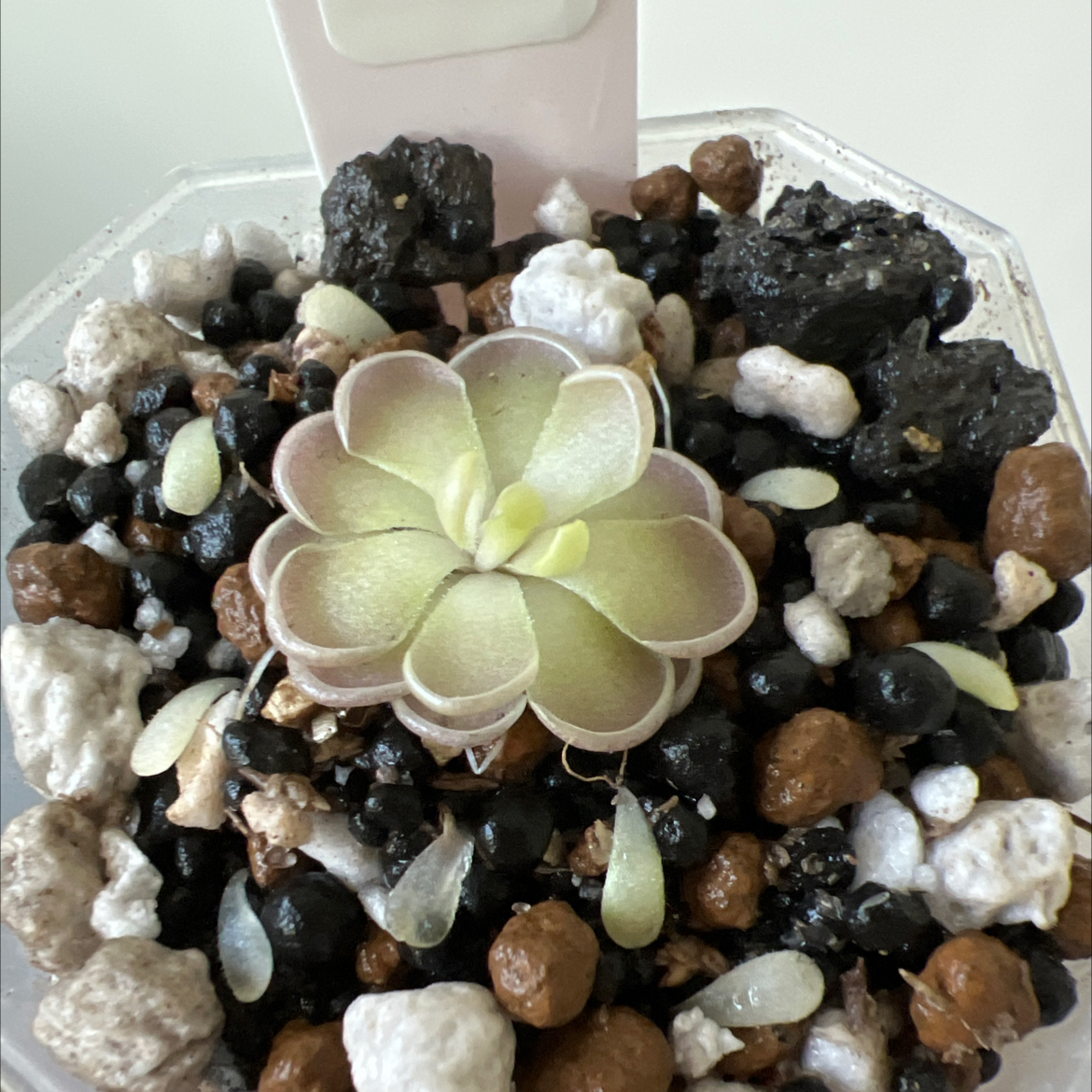 Photo of the plant species Pinguicula cyclosecta by @Lilrunwaymdl named P. Cyclosecta x juamavensis on Greg, the plant care app
