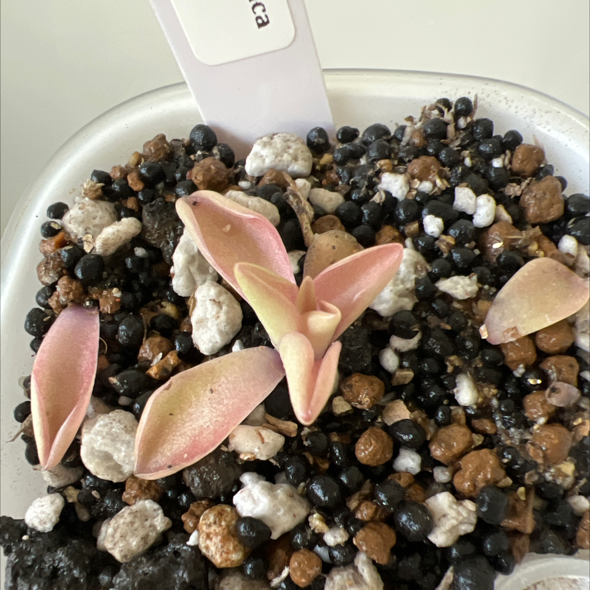 Photo of the plant species Mexican Butterwort by @Lilrunwaymdl named P. Ehlersiae x Mesophytica on Greg, the plant care app