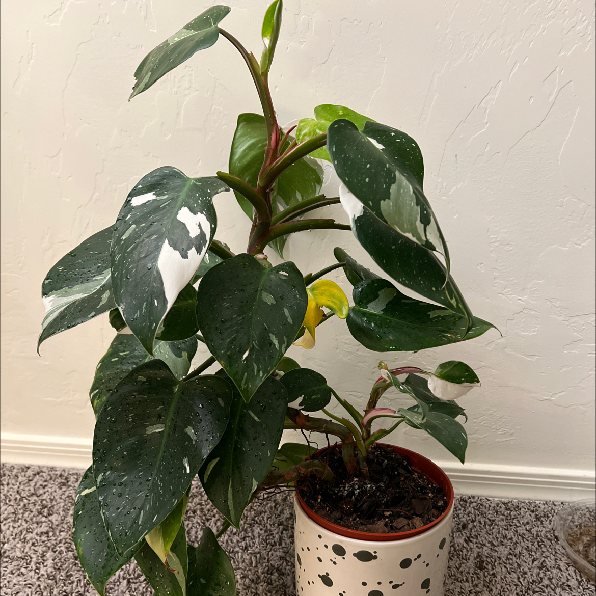 Philodendron 'White Princess' plant in a pot with variegated leaves and visible soil.