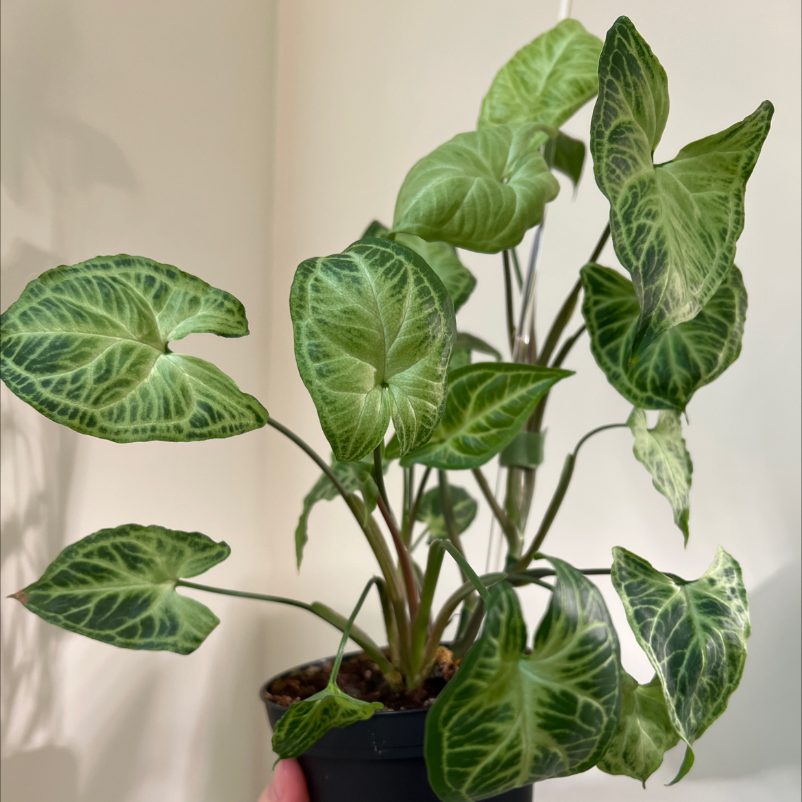 Syngonium 'Batik' plant with variegated leaves in a pot, well-framed and in focus.