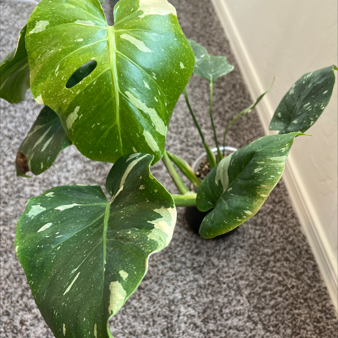 Thai Constellation Monstera plant with variegated leaves, minor browning on edges.