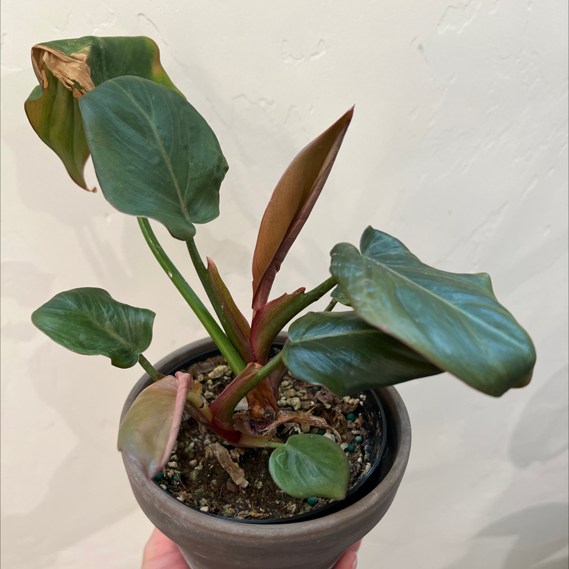 Philodendron 'Summer Glory' plant in a pot with some browning leaves.